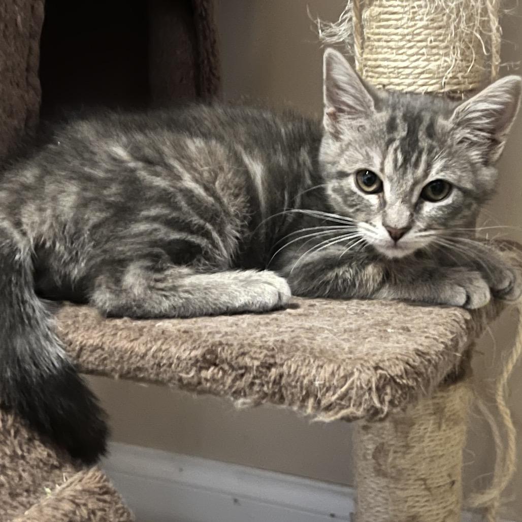 Penelope, Adoptable, Young Female American Shorthair.