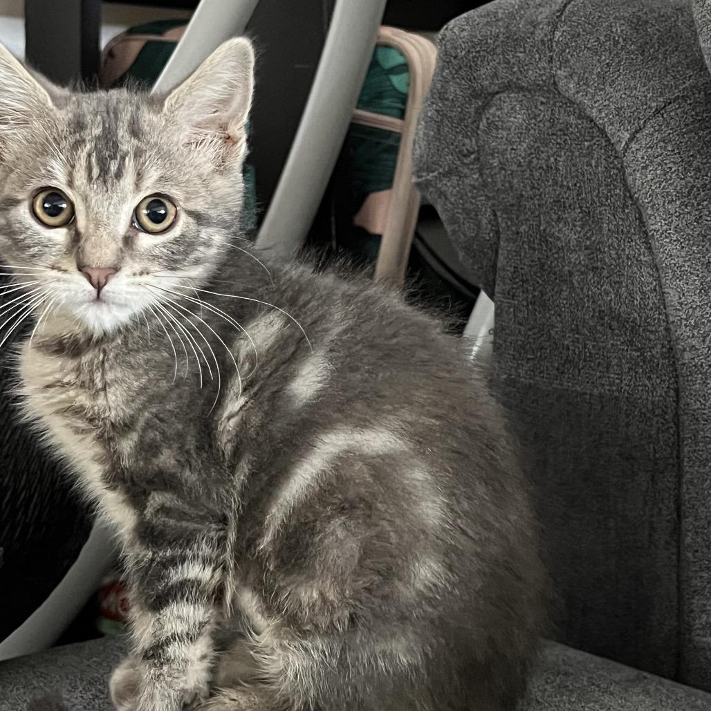 Enlarge Penelope, a Adoptable American Shorthair in Long Beach, CA image 2/2