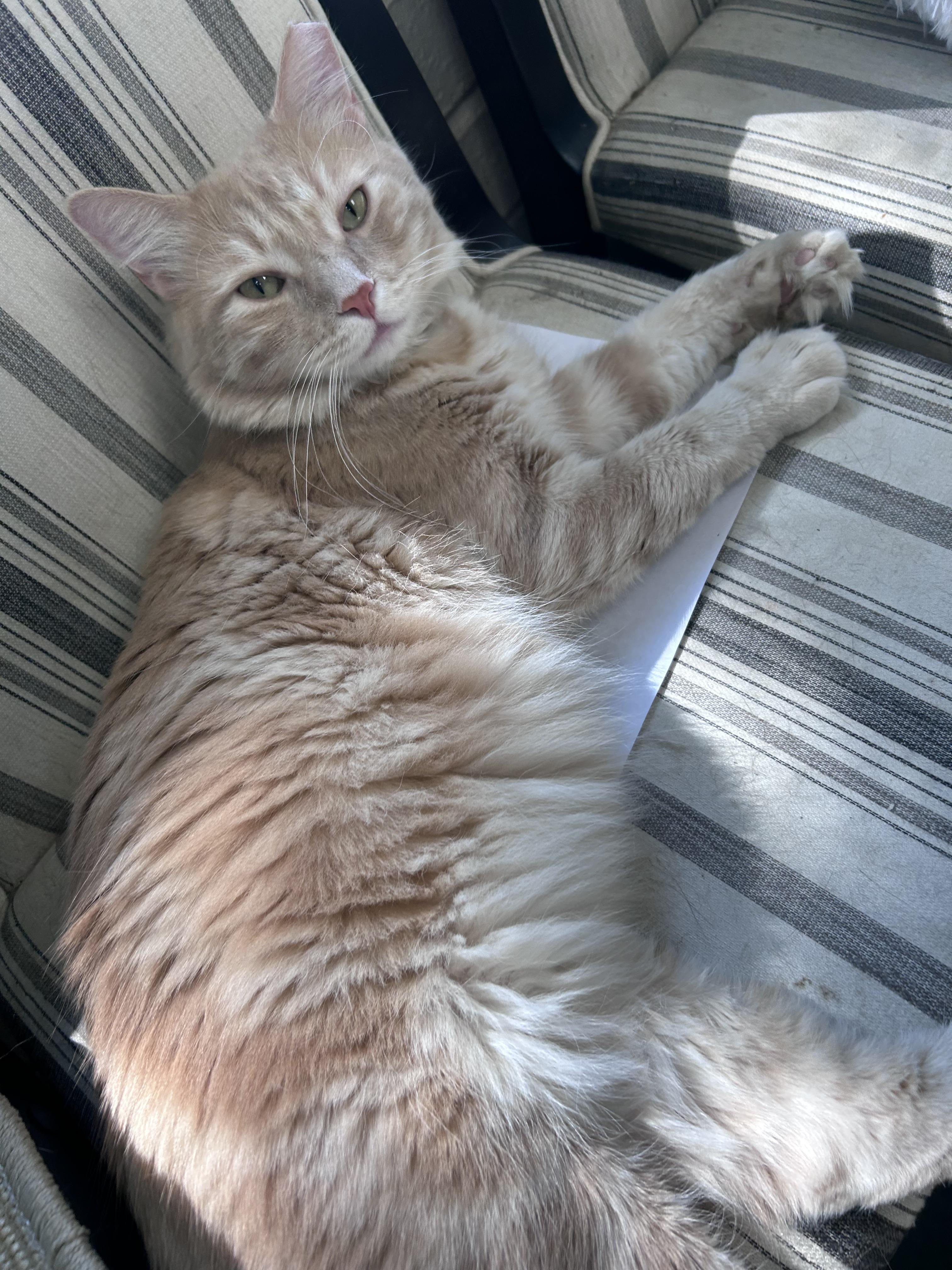 Enlarge SkipJack, a Adoptable Domestic Medium Hair in Greensboro, NC image 6/6