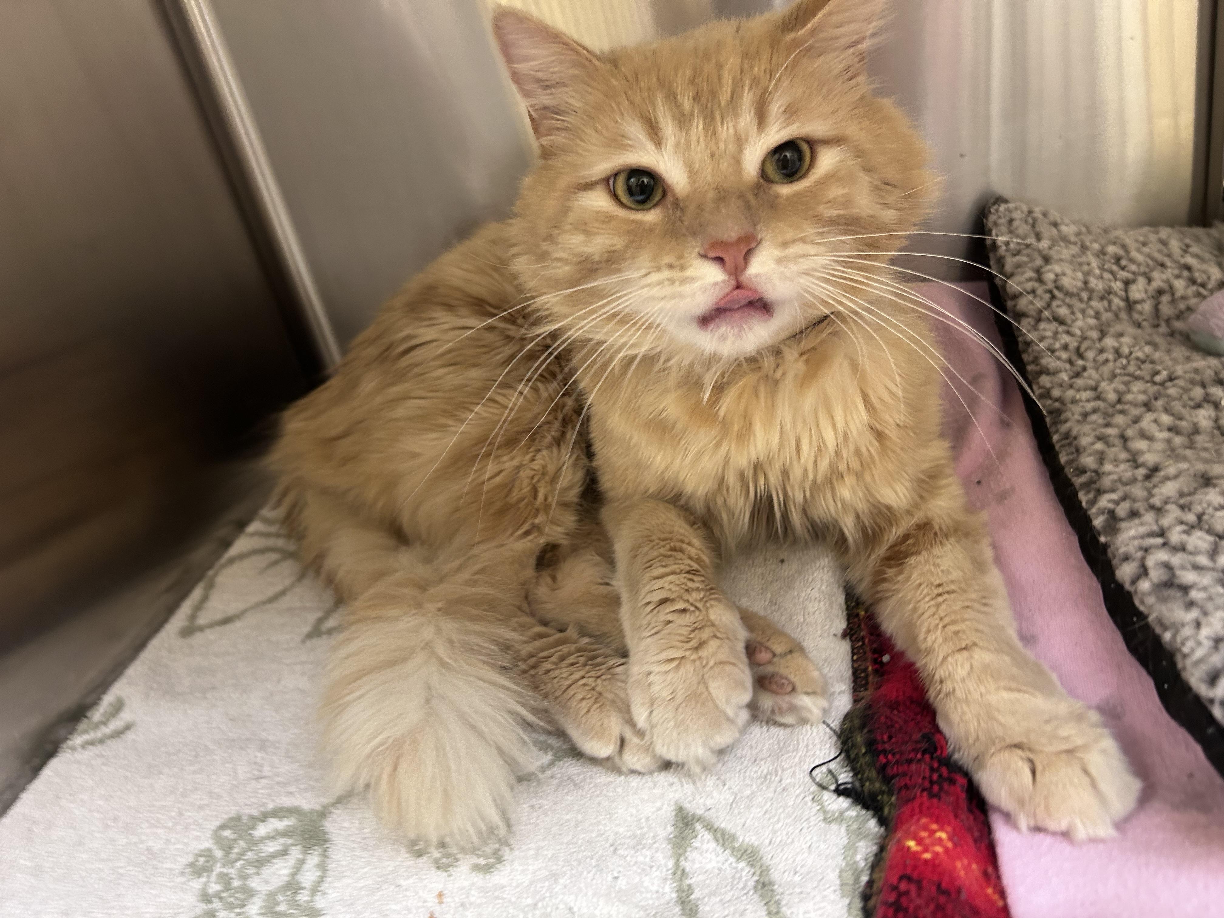SkipJack, a ADOPTABLE Domestic Medium Hair in Greensboro, NC image 3/4