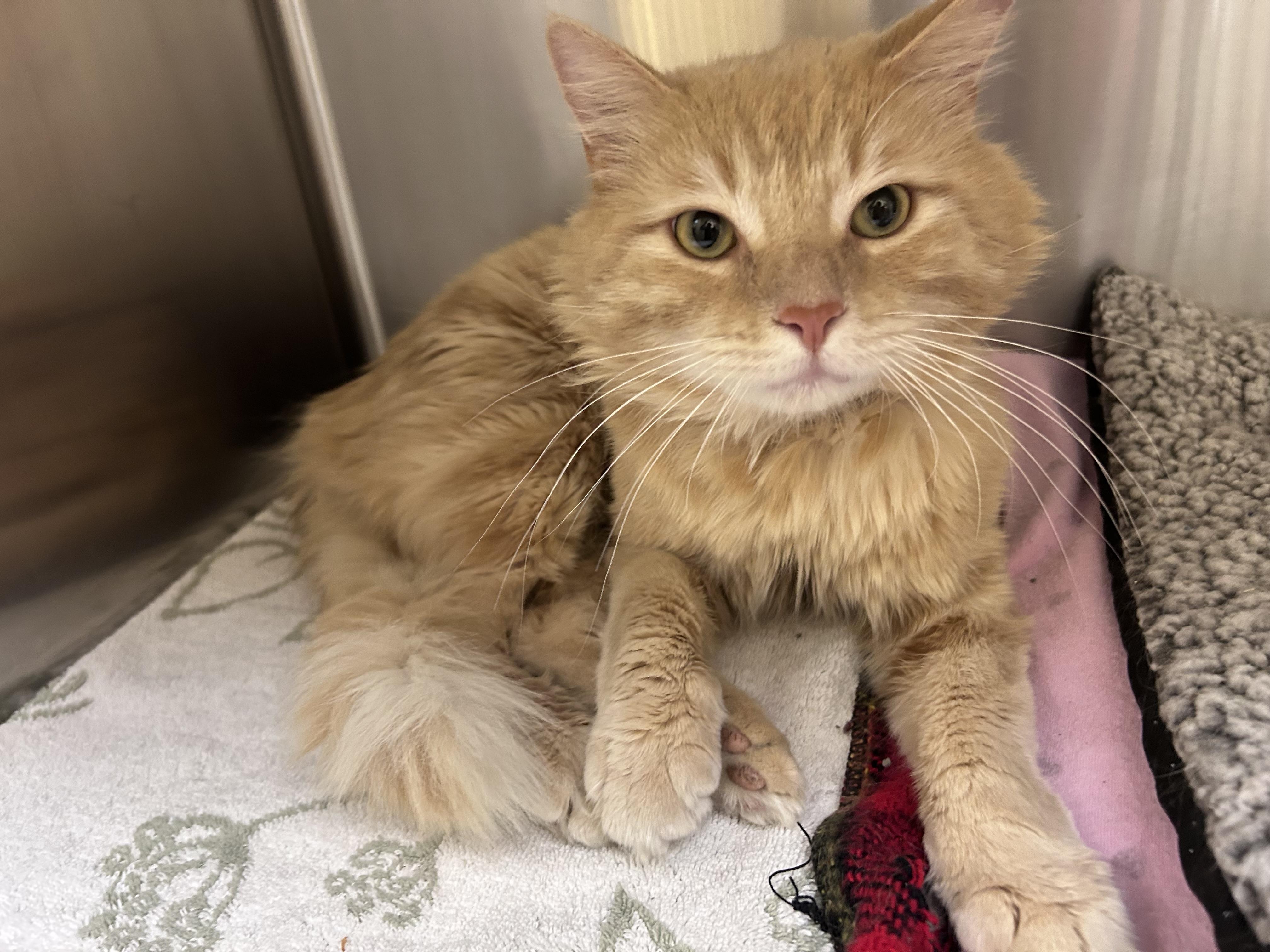 SkipJack, a ADOPTABLE Domestic Medium Hair in Greensboro, NC image 4/4