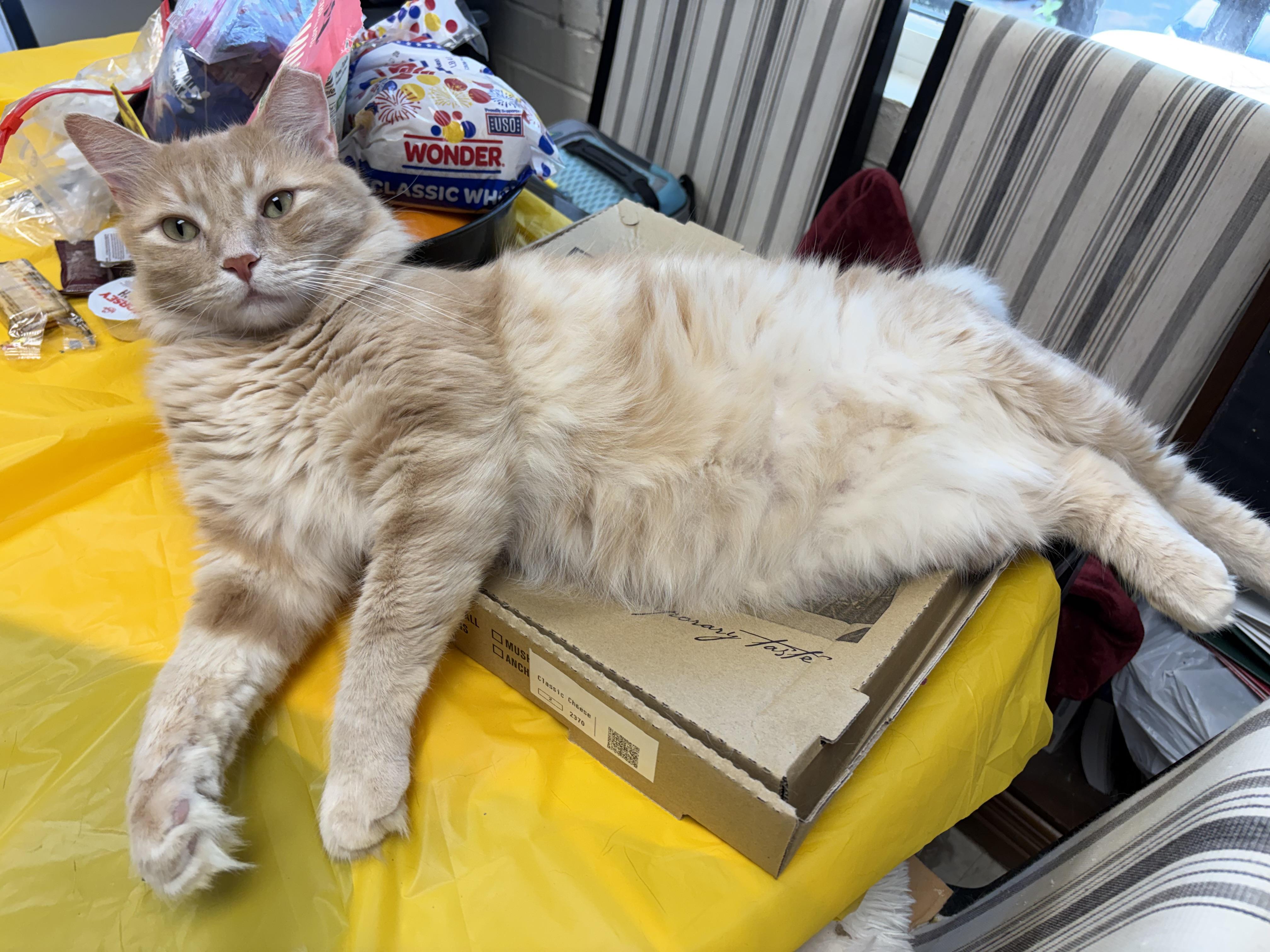 Enlarge SkipJack, a Adoptable Domestic Medium Hair in Greensboro, NC image 2/6