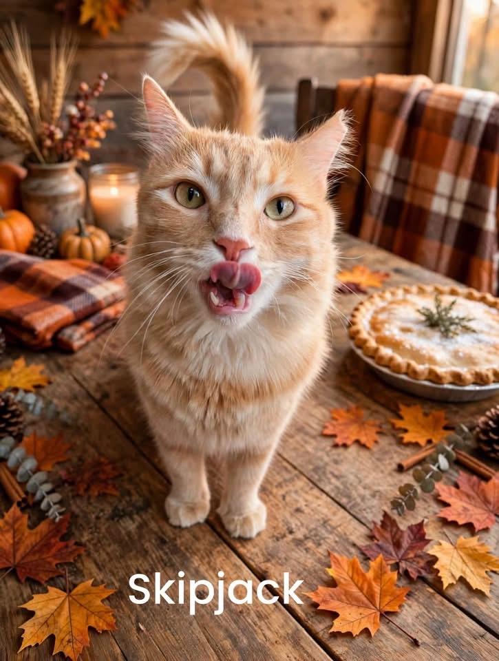 SkipJack, Adoptable, Adult Male Domestic Medium Hair.