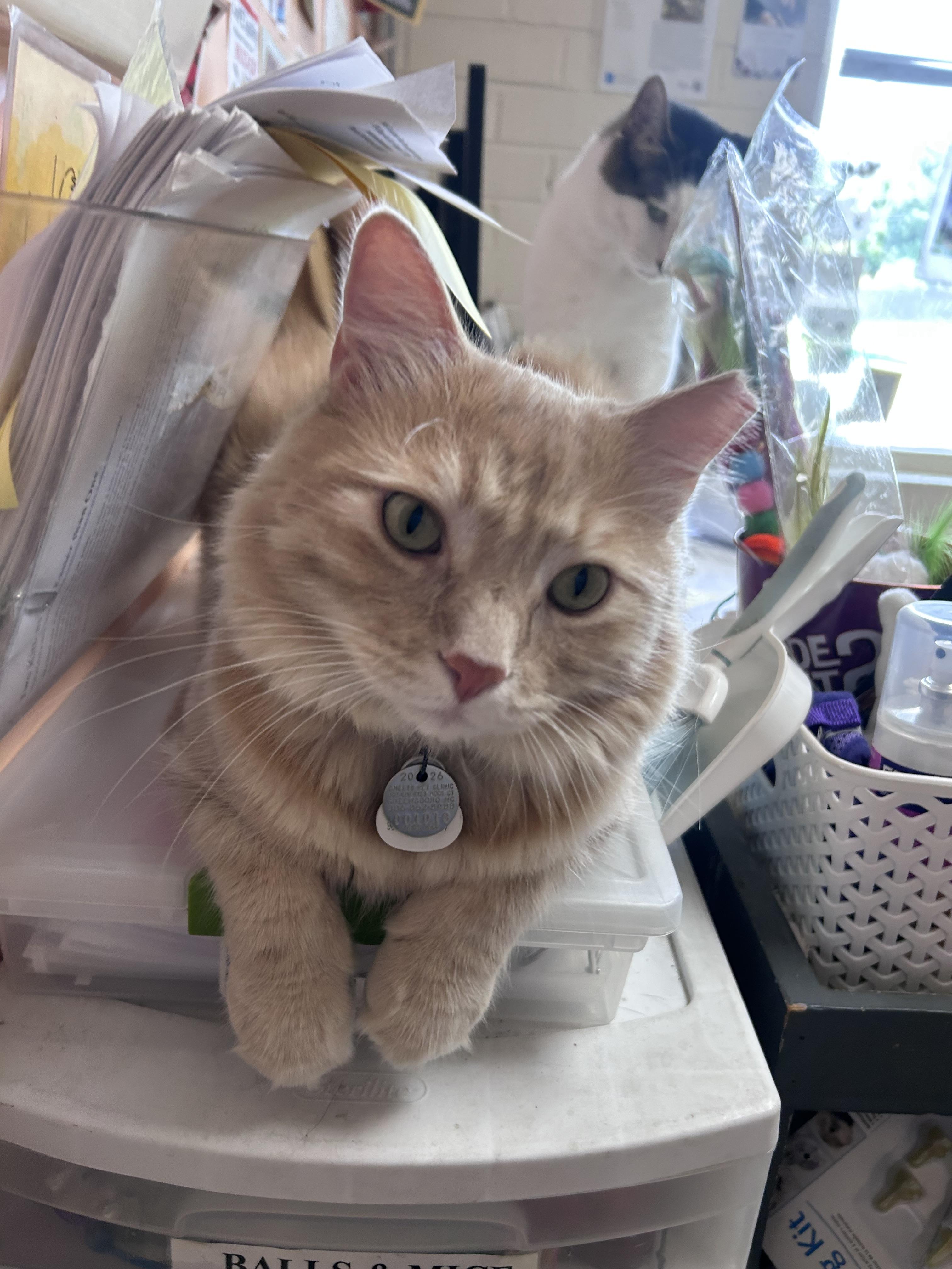 Enlarge SkipJack, a Adoptable Domestic Medium Hair in Greensboro, NC image 5/6
