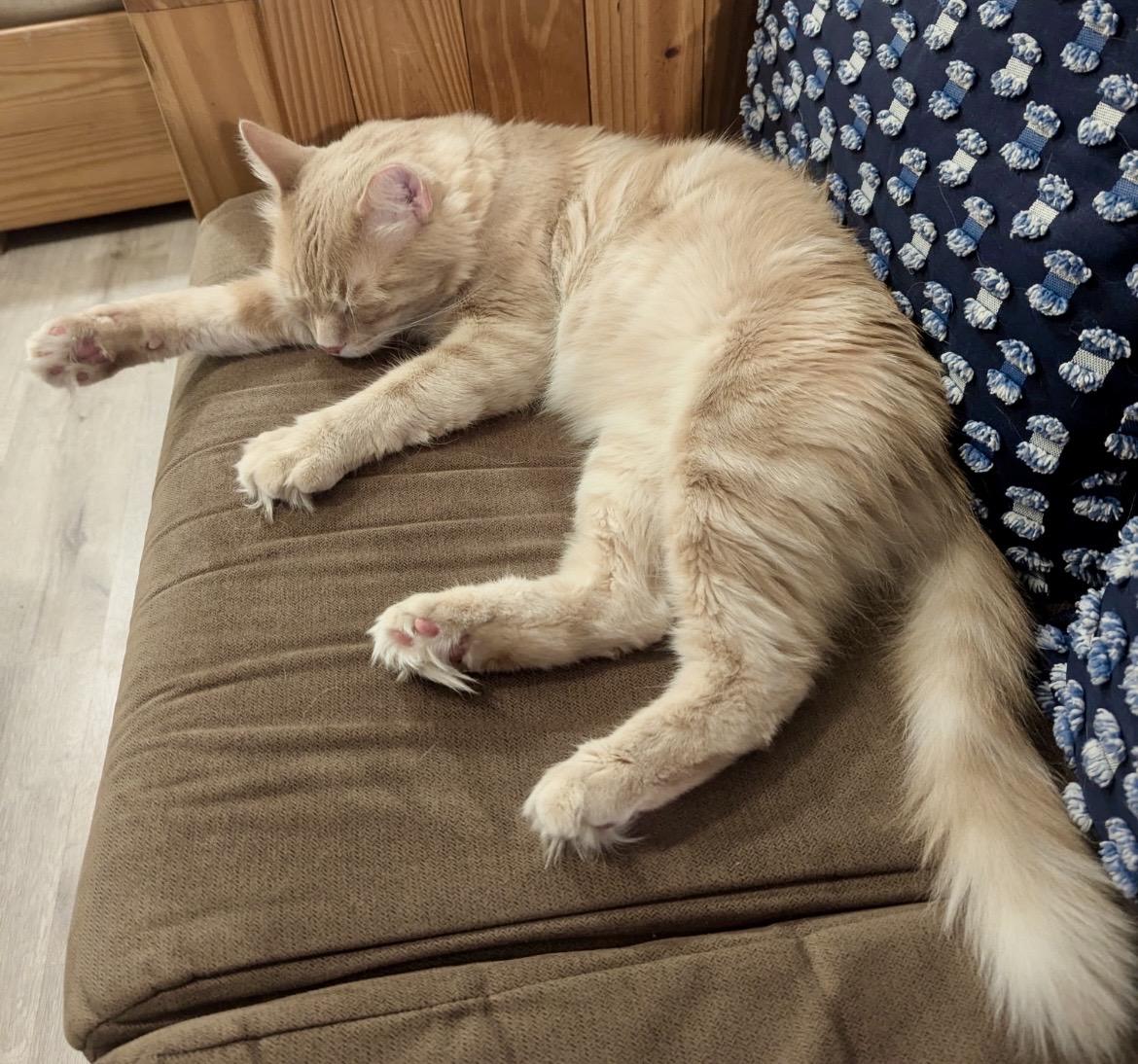 SkipJack, an adoptable Domestic Medium Hair in Greensboro, NC image 3/6