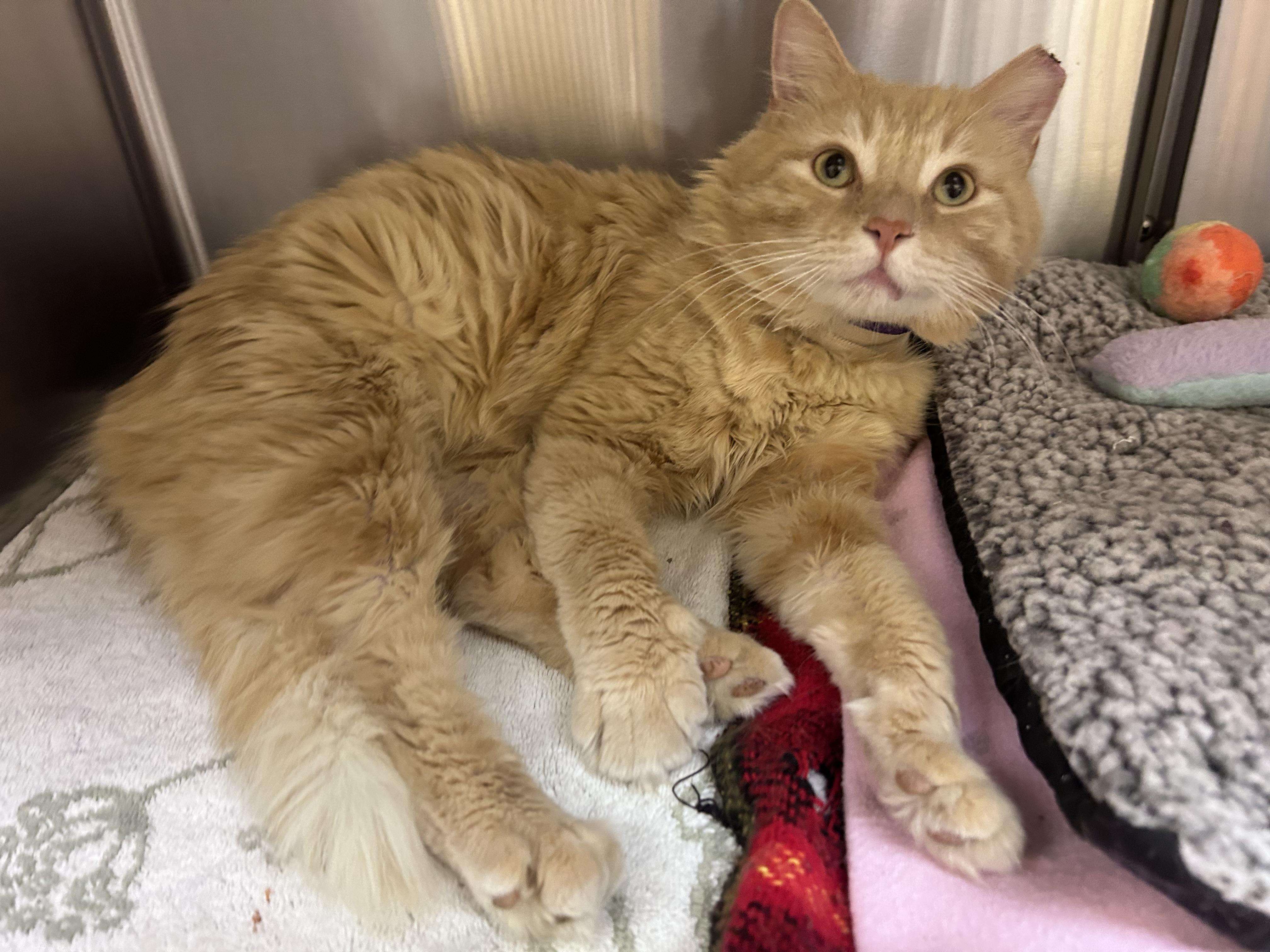 SkipJack, ADOPTABLE, Adult Male Domestic Medium Hair.