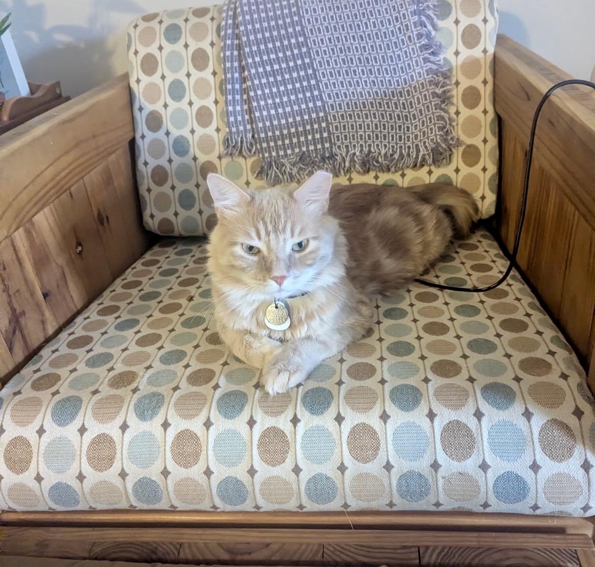 SkipJack, adoptable, Adult Male Domestic Medium Hair.