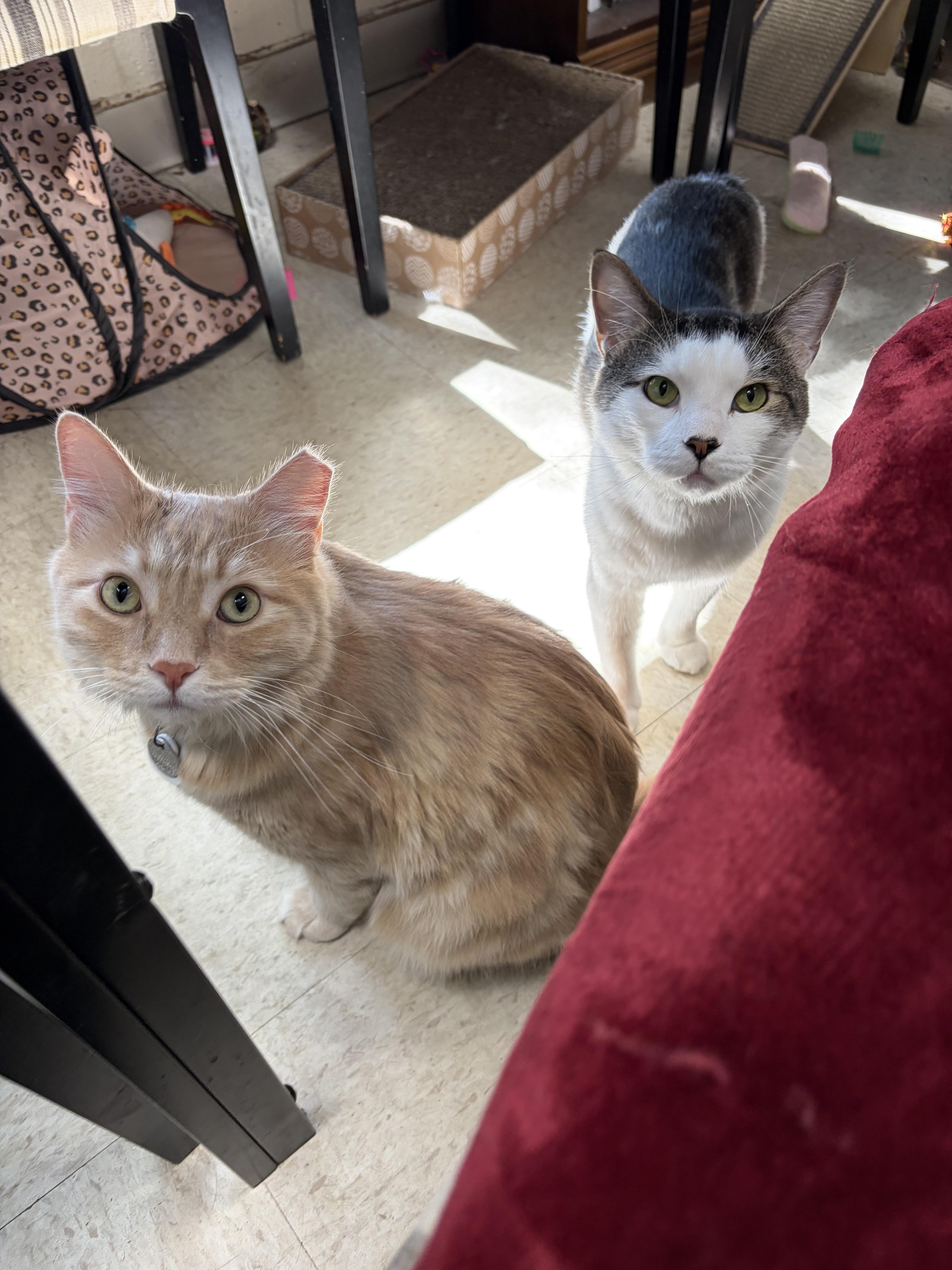 Enlarge SkipJack, a Adoptable Domestic Medium Hair in Greensboro, NC image 3/6