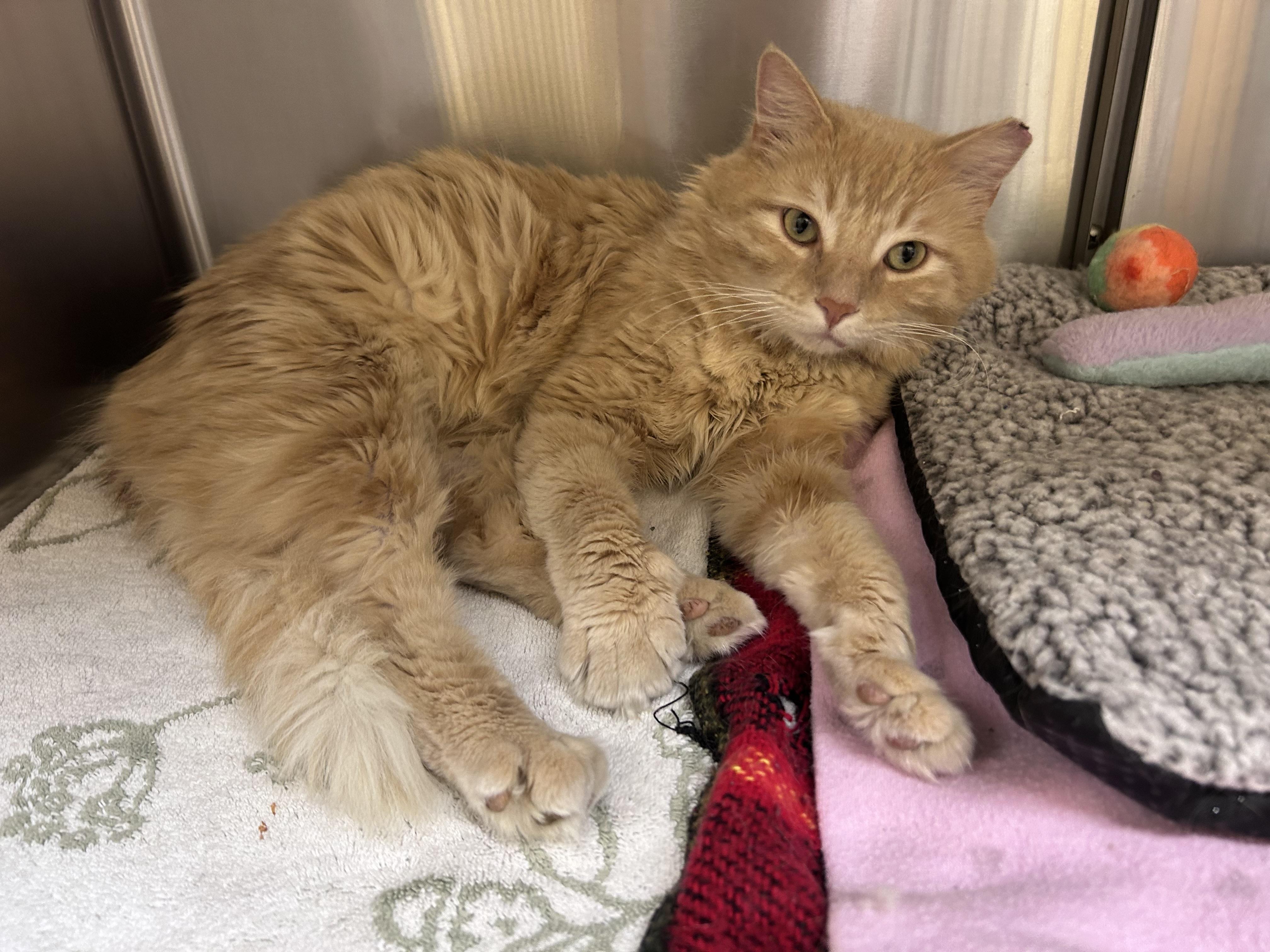 SkipJack, a ADOPTABLE Domestic Medium Hair in Greensboro, NC image 2/4