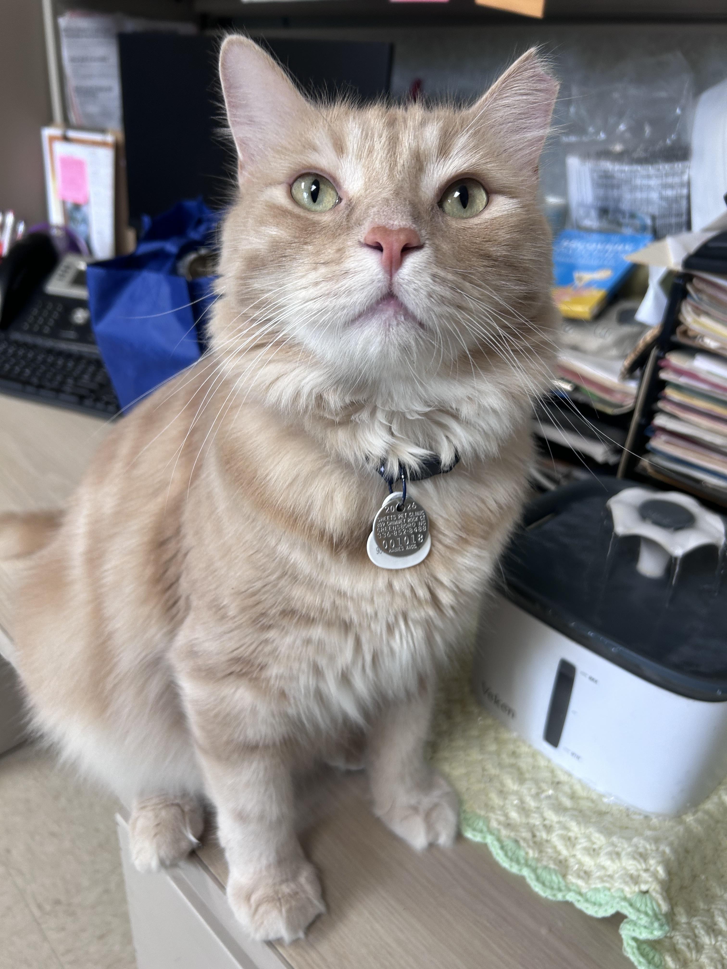Enlarge SkipJack, a Adoptable Domestic Medium Hair in Greensboro, NC image 4/6