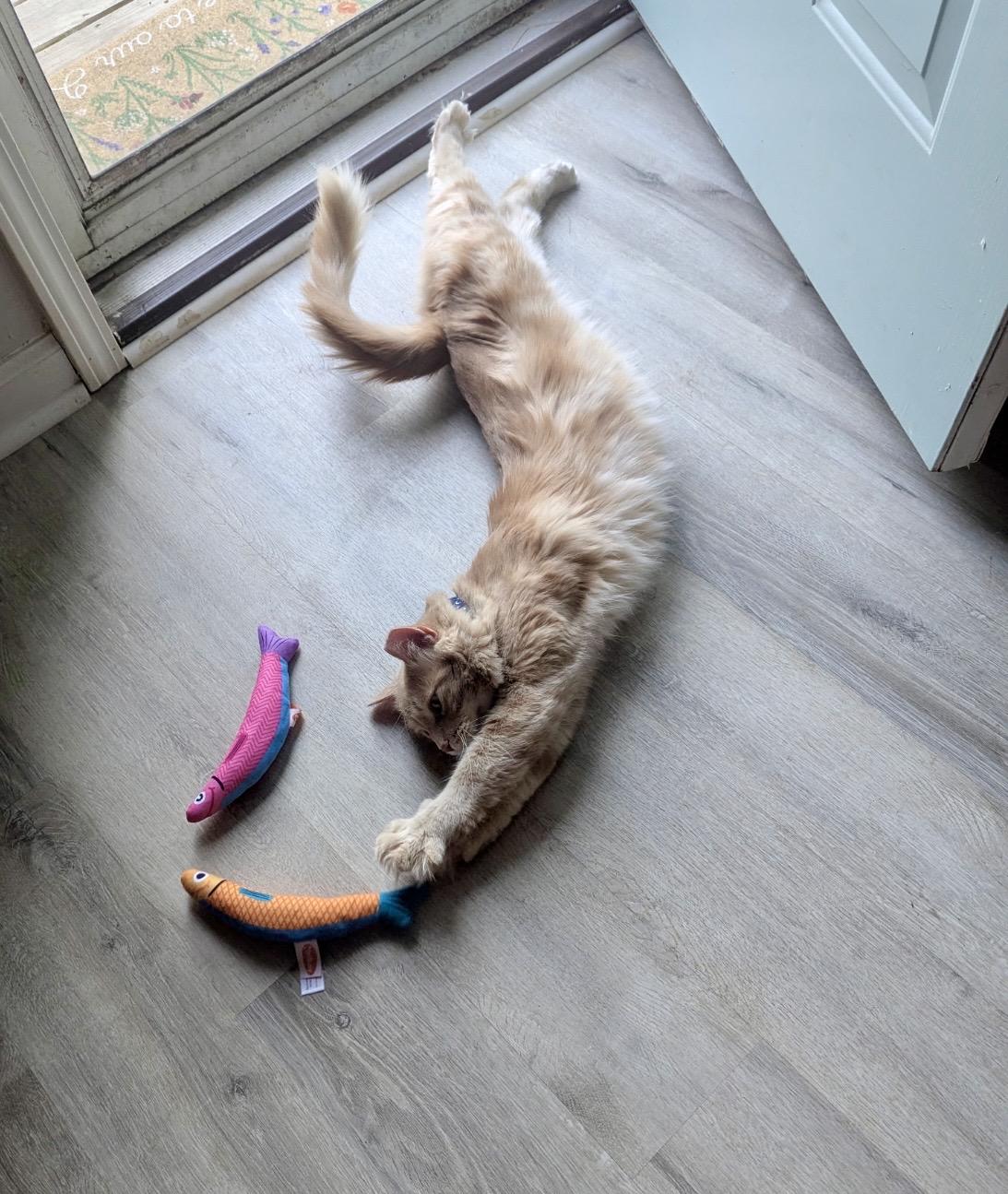 SkipJack, an adoptable Domestic Medium Hair in Greensboro, NC image 2/6