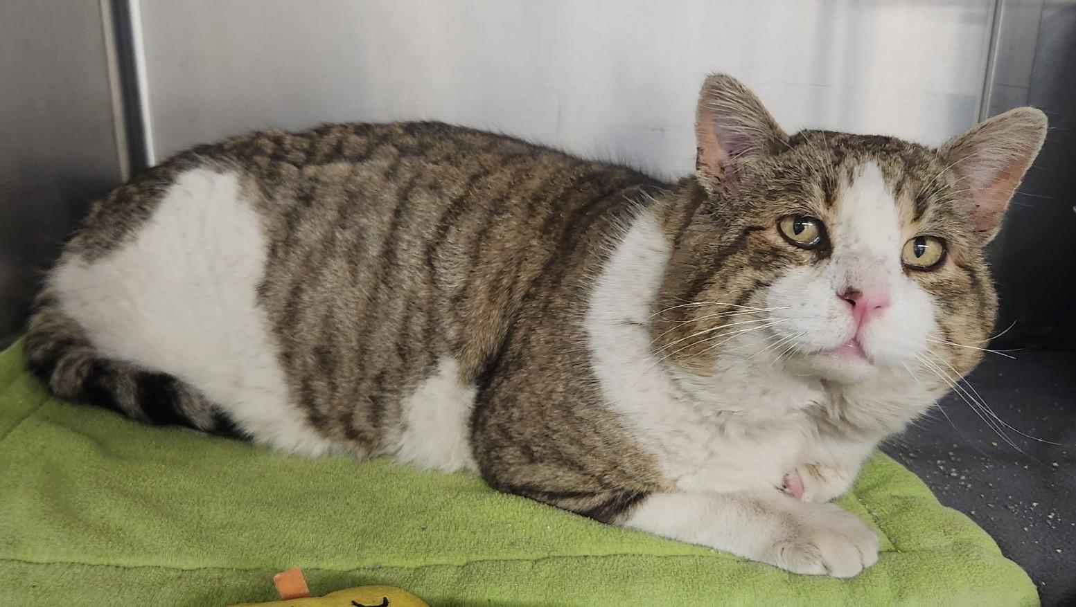 Enlarge Vince, a ADOPTABLE Domestic Short Hair in Butte, MT image 2/2