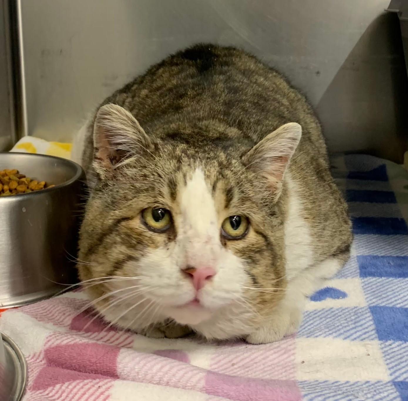 Enlarge Vince, a ADOPTABLE Domestic Short Hair in Butte, MT image 1/2