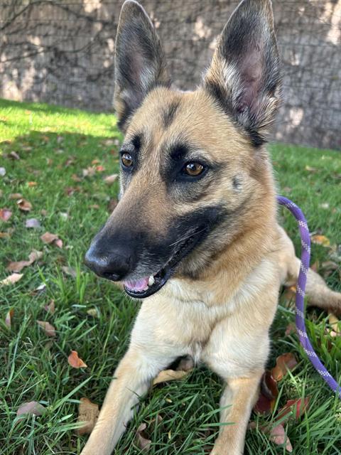 FEATHER, Adoptable, Young Female Belgian Shepherd / Malinois.