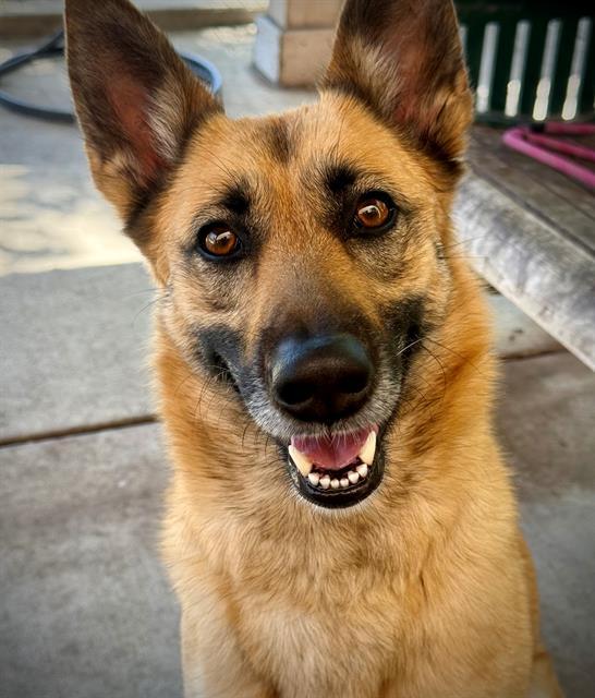 FEATHER, Adoptable, Young Female Belgian Shepherd / Malinois.