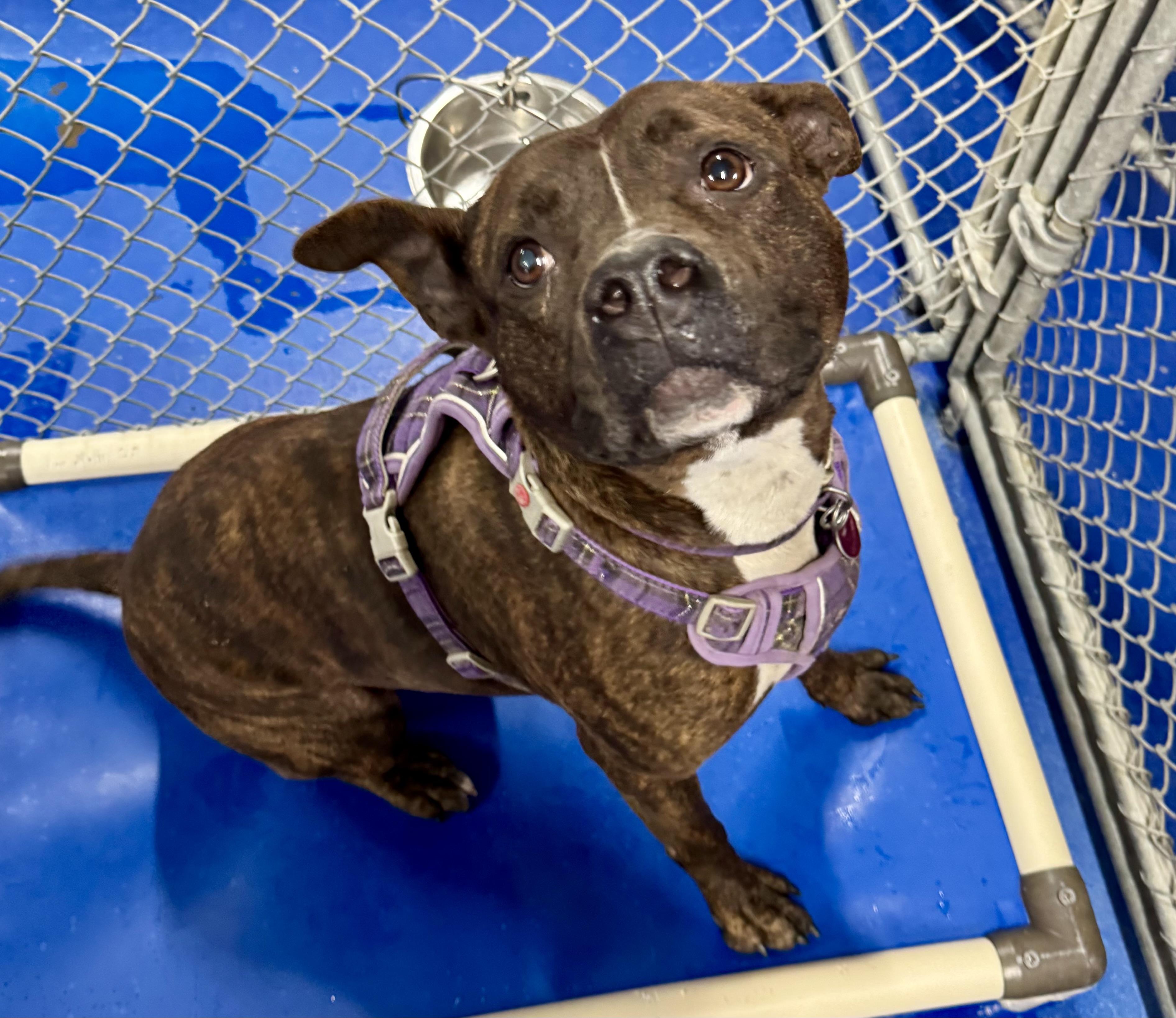 Tinkerbelle, Adult Female Pit Bull Terrier