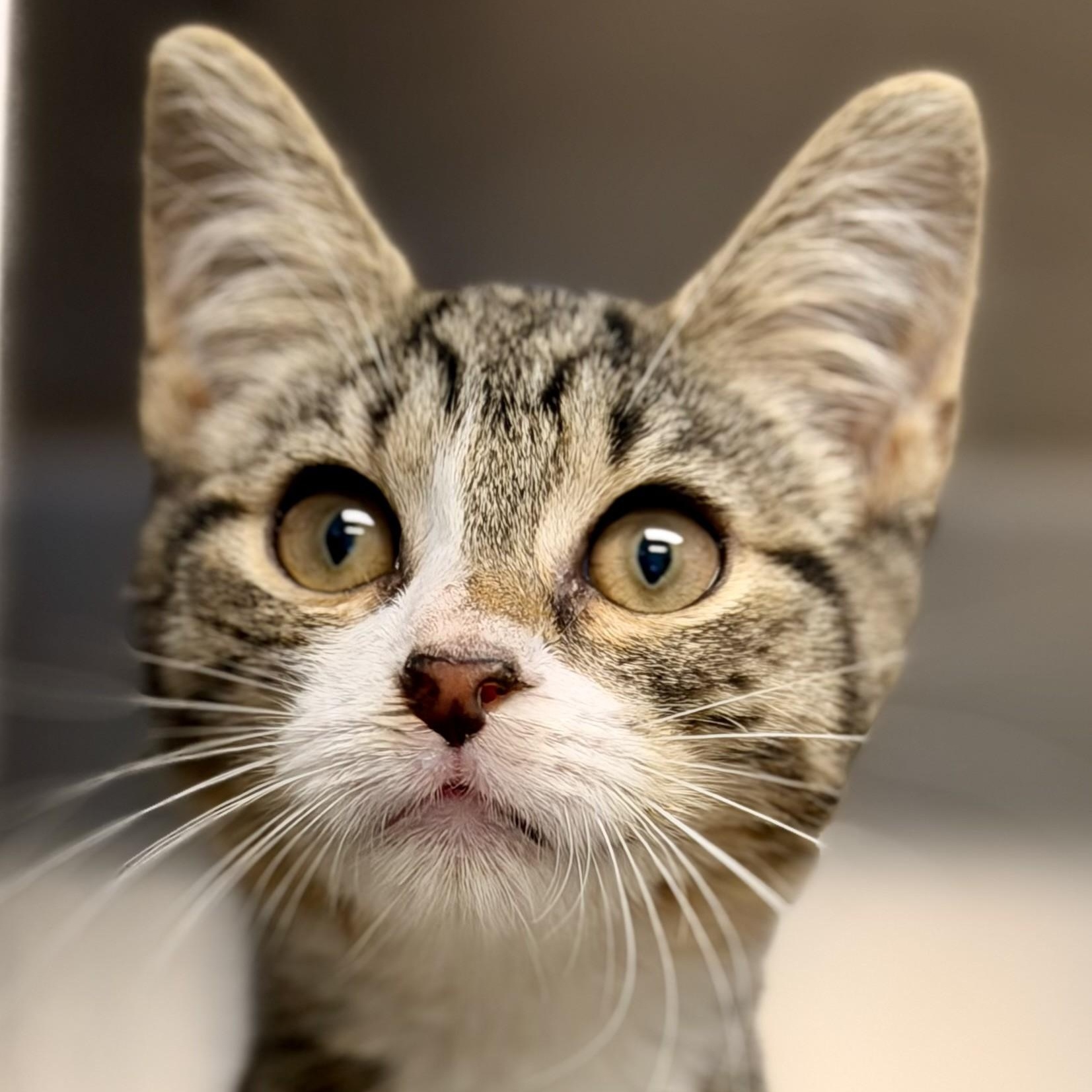 Enlarge Cassie, a Adoptable Domestic Short Hair in Manahawkin, NJ image 3/3