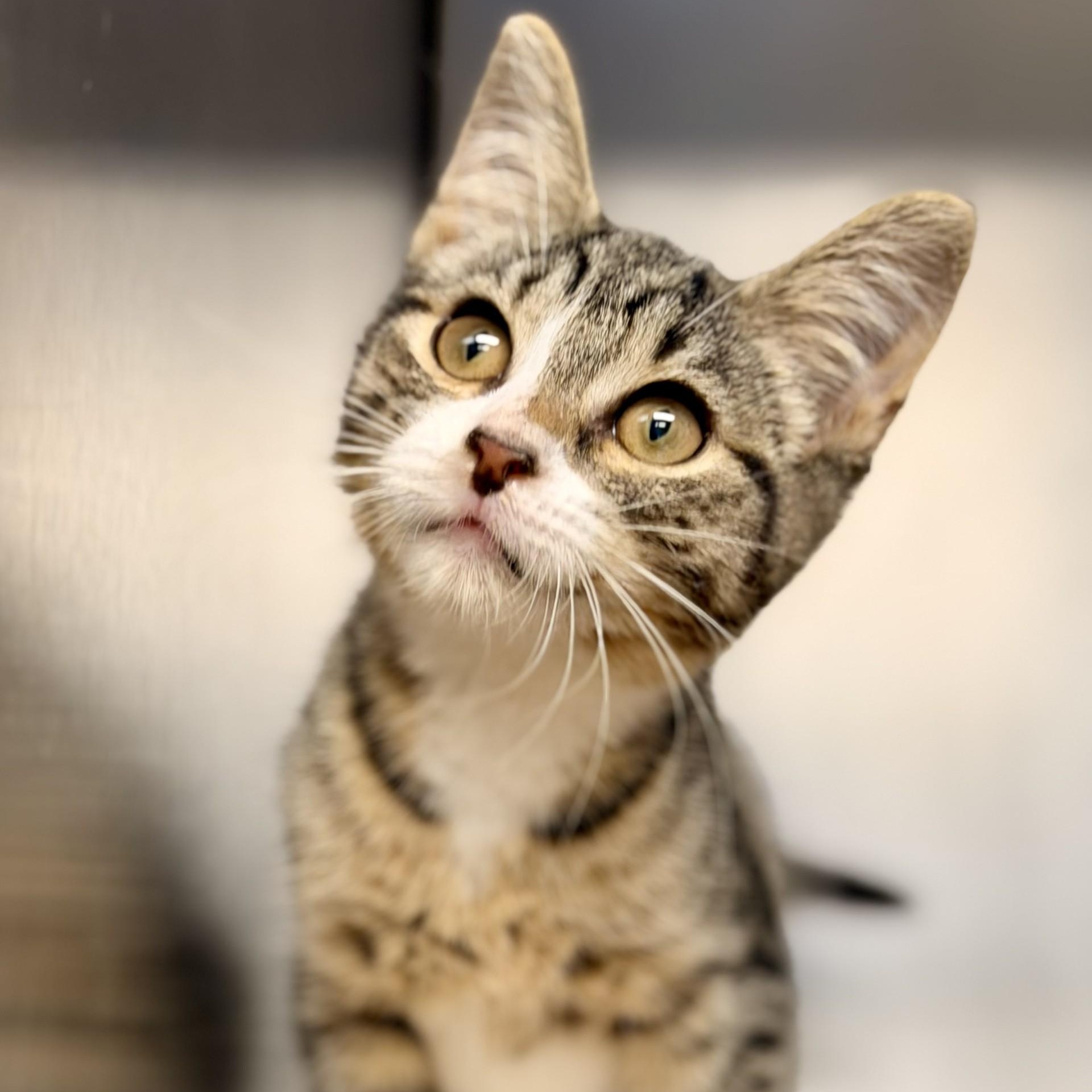 Enlarge Cassie, a Adoptable Domestic Short Hair in Manahawkin, NJ image 2/3