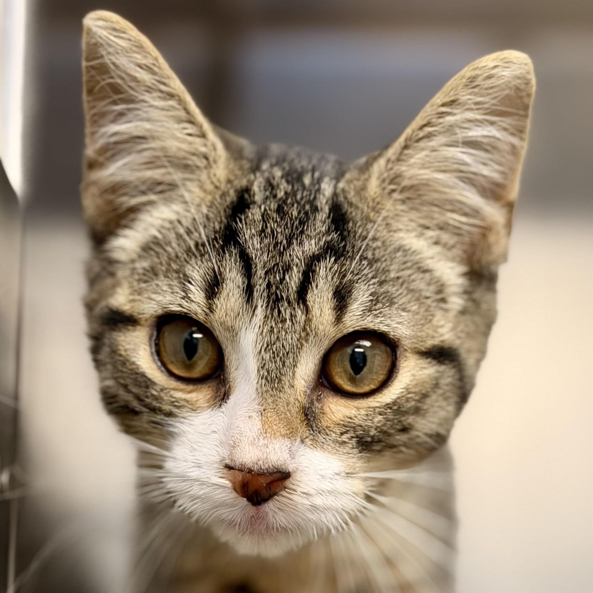 Enlarge Cassie, a Adoptable Domestic Short Hair in Manahawkin, NJ image 1/3