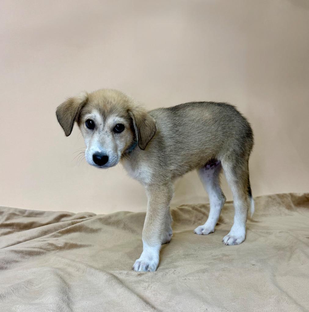 Enlarge Juneau, a Adoptable mixed breed in Salem, OR image 1/4