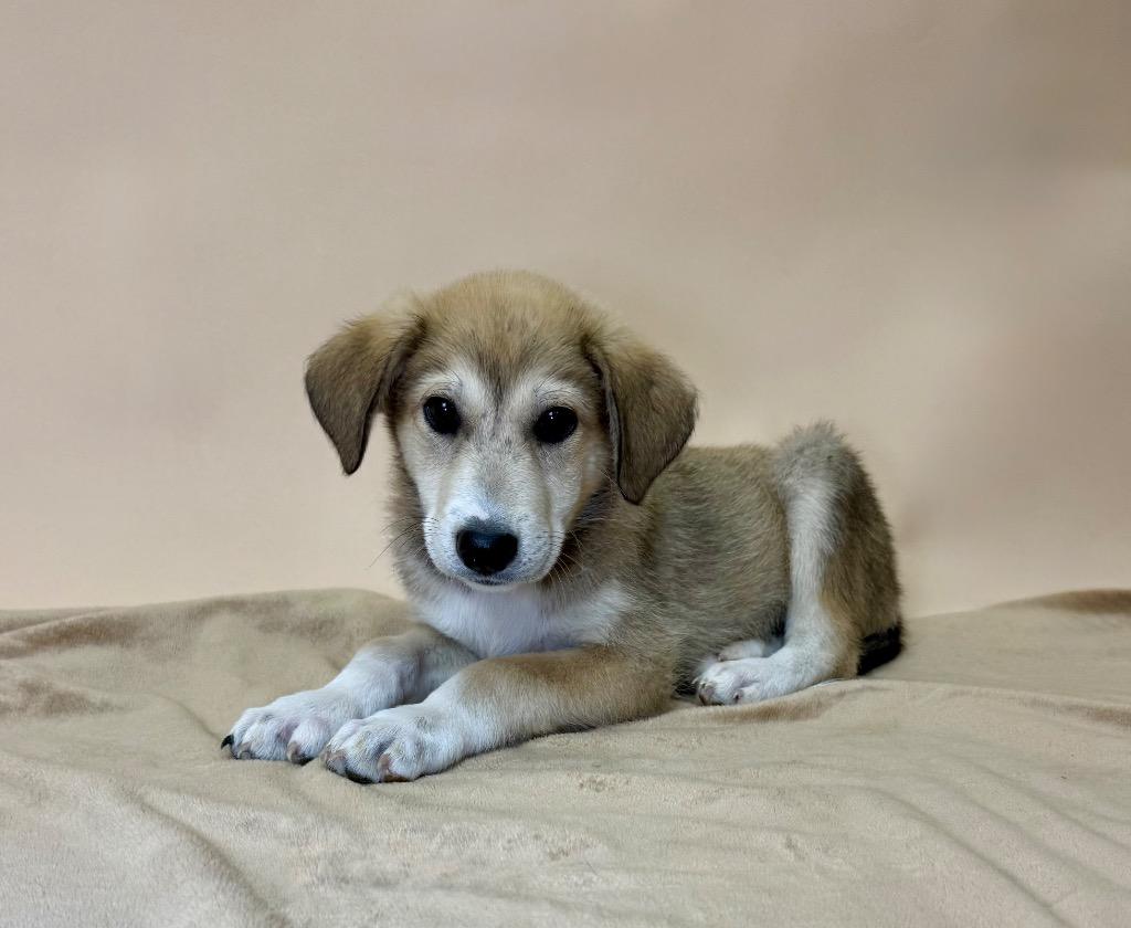 Enlarge Juneau, a Adoptable mixed breed in Salem, OR image 2/4