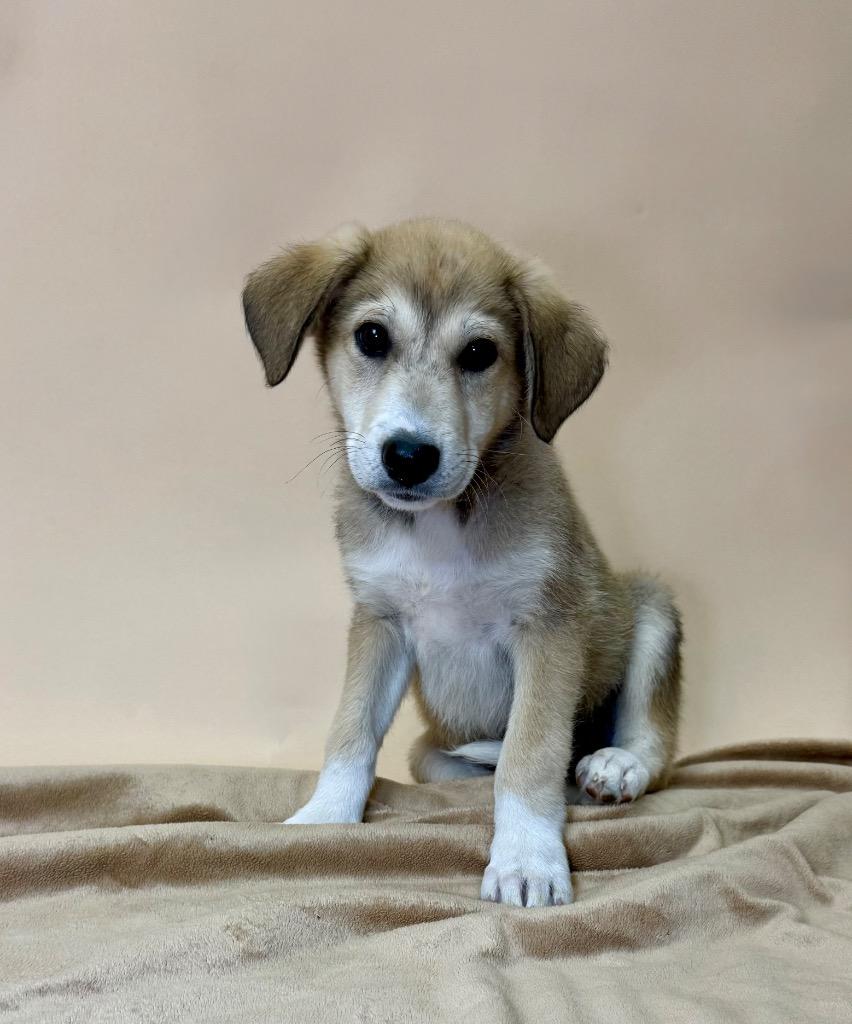 Enlarge Juneau, a Adoptable mixed breed in Salem, OR image 3/4