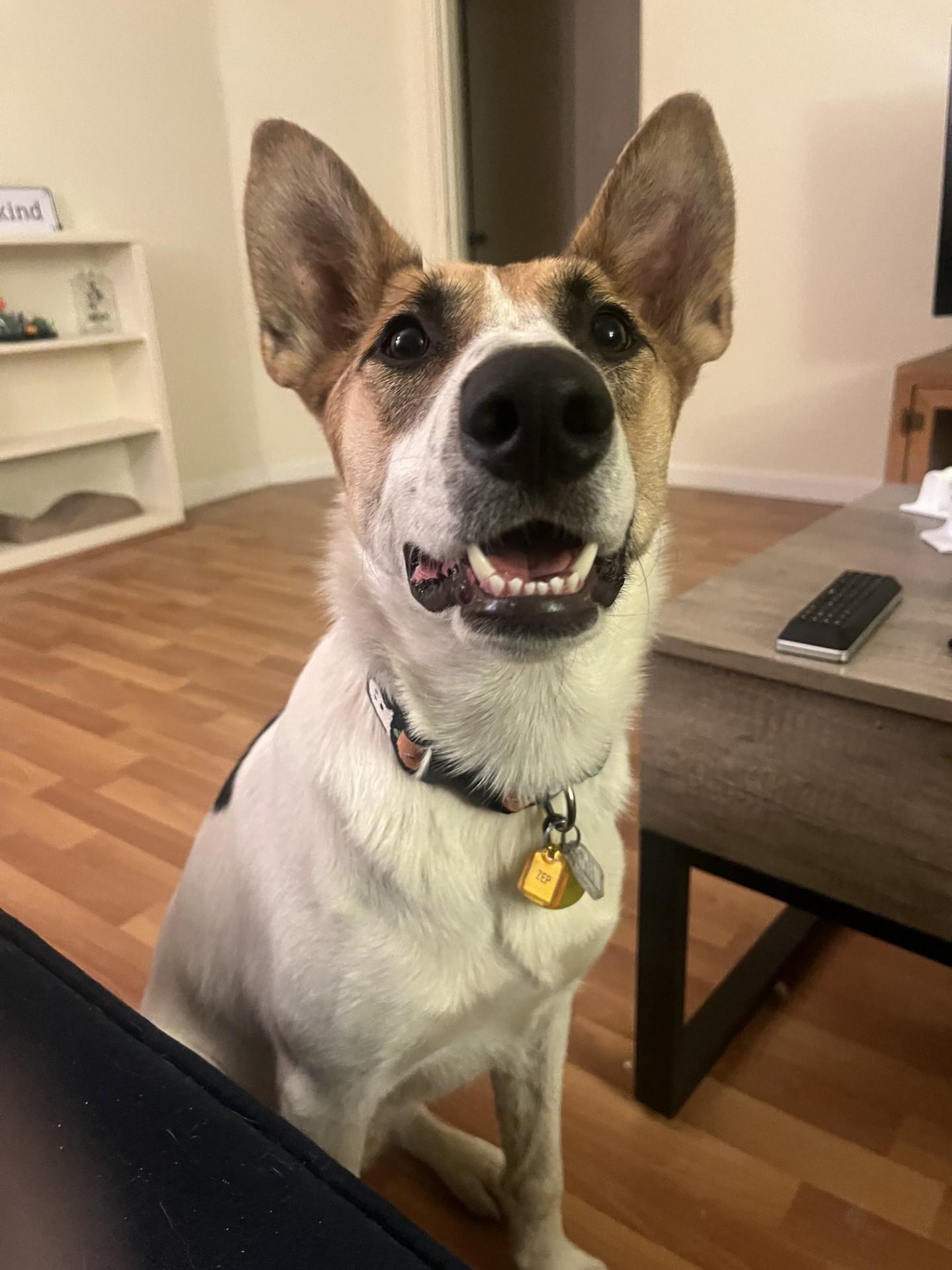 Enlarge Zep, a Adopted mixed breed in Davis, CA image 2/5