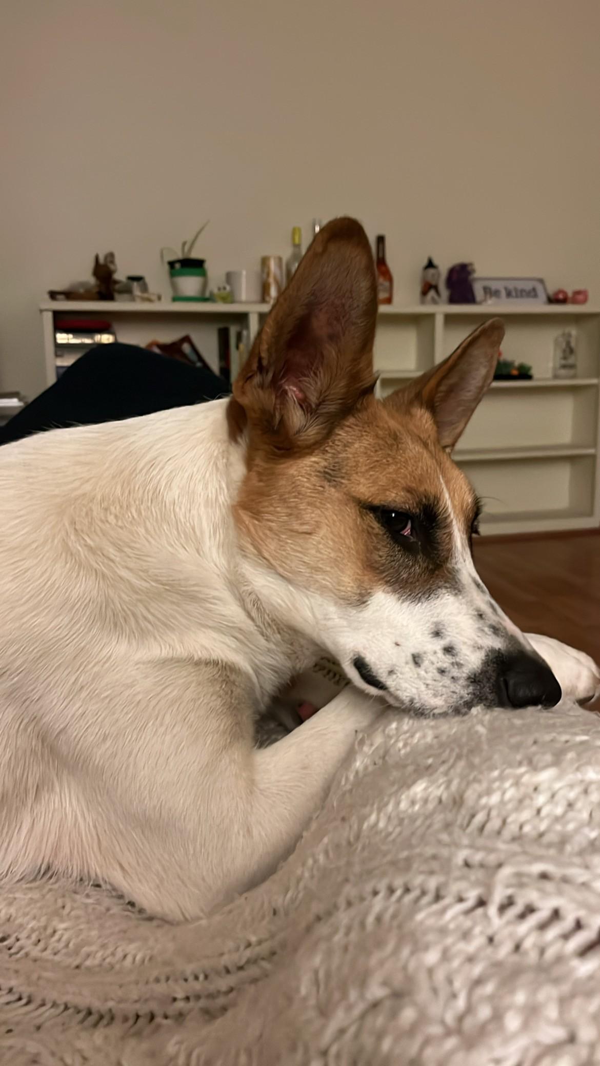 Enlarge Zep, a Adopted mixed breed in Davis, CA image 3/5