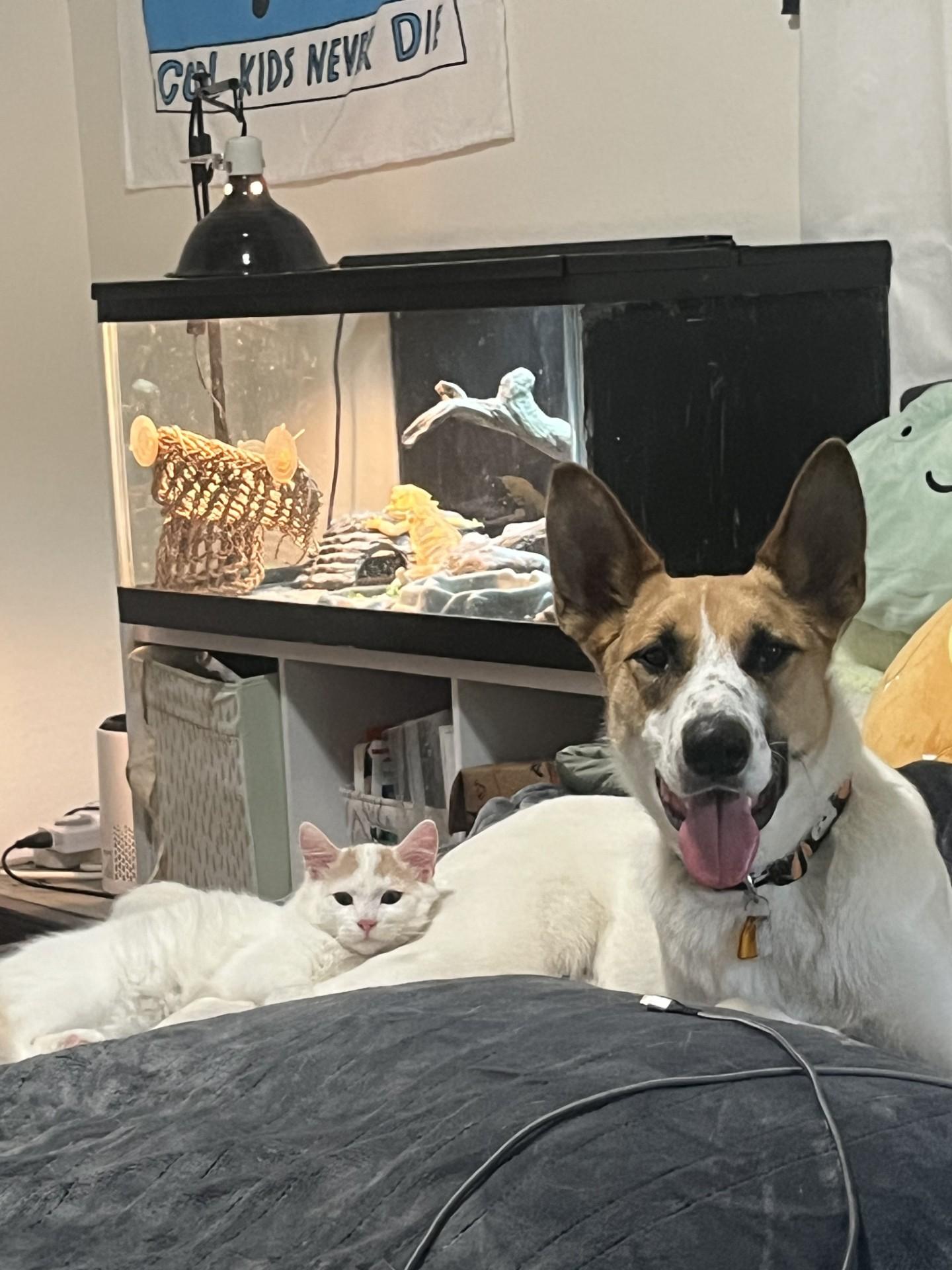 Enlarge Zep, a Adopted mixed breed in Davis, CA image 4/5