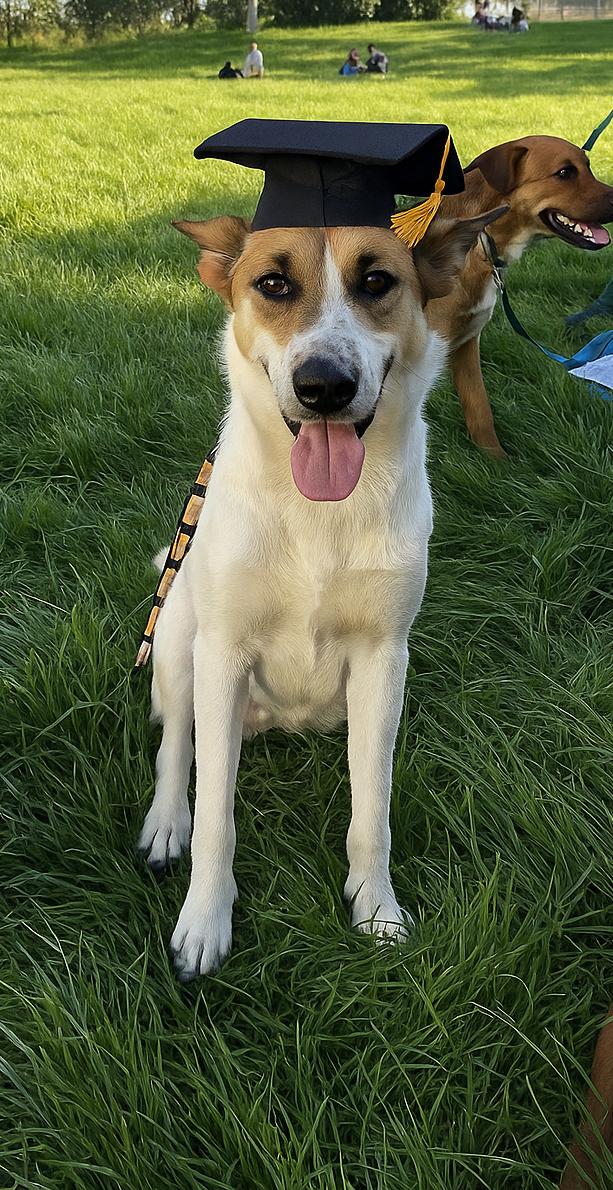 Enlarge Zep, a Adopted mixed breed in Davis, CA image 1/5
