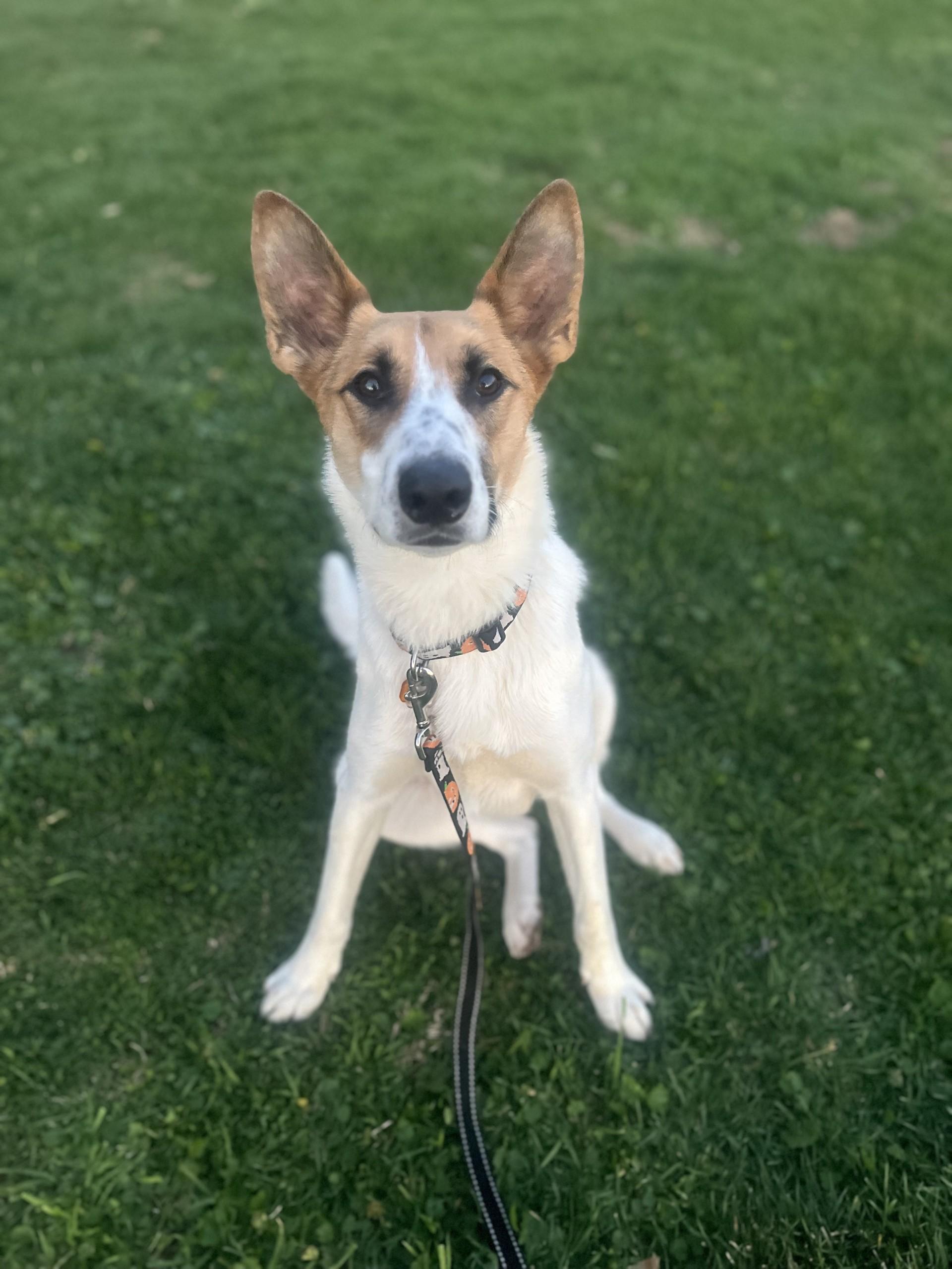 Enlarge Zep, a Adopted mixed breed in Davis, CA image 5/5