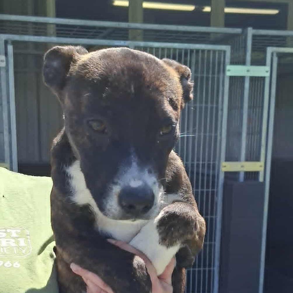 CHA-CHA, Adoptable, Puppy Female Hound.