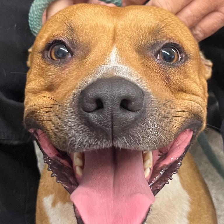 Enlarge Smoke, Handsome LOVE BUG !  playful, friendly, outgoing, just a perfect boy., a ADOPTABLE mixed breed in Virginia Beach, VA image 1/3