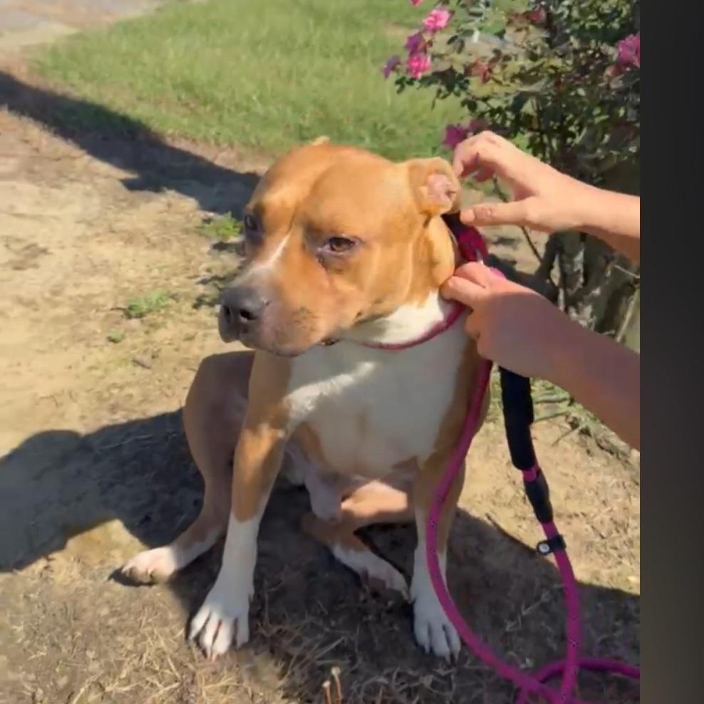 Enlarge Smoke, Handsome LOVE BUG !  playful, friendly, outgoing, just a perfect boy., a Adoptable mixed breed in Virginia Beach, VA image 5/6