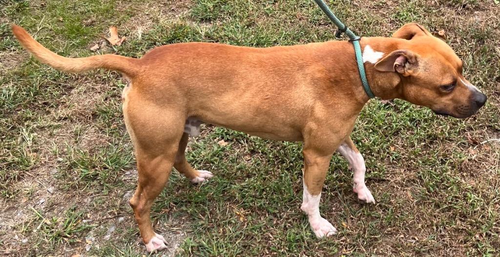 Enlarge Smoke, Handsome LOVE BUG !  playful, friendly, outgoing, just a perfect boy., a ADOPTABLE mixed breed in Virginia Beach, VA image 3/3