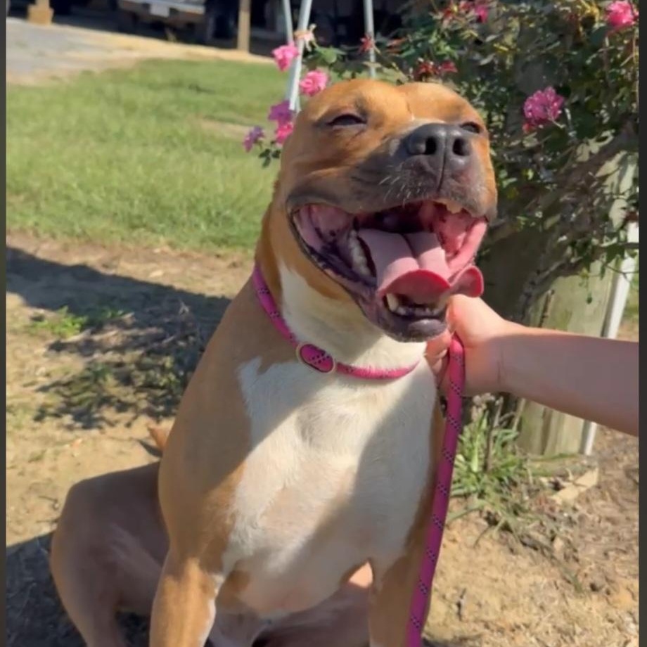 Enlarge Smoke, Handsome LOVE BUG !  playful, friendly, outgoing, just a perfect boy., a Adoptable mixed breed in Virginia Beach, VA image 3/6