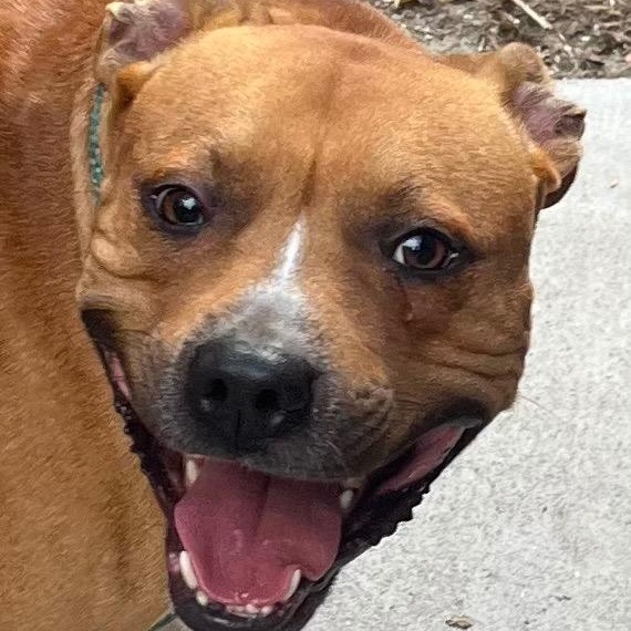 Enlarge Smoke, Handsome LOVE BUG !  playful, friendly, outgoing, just a perfect boy., a ADOPTABLE mixed breed in Virginia Beach, VA image 2/3