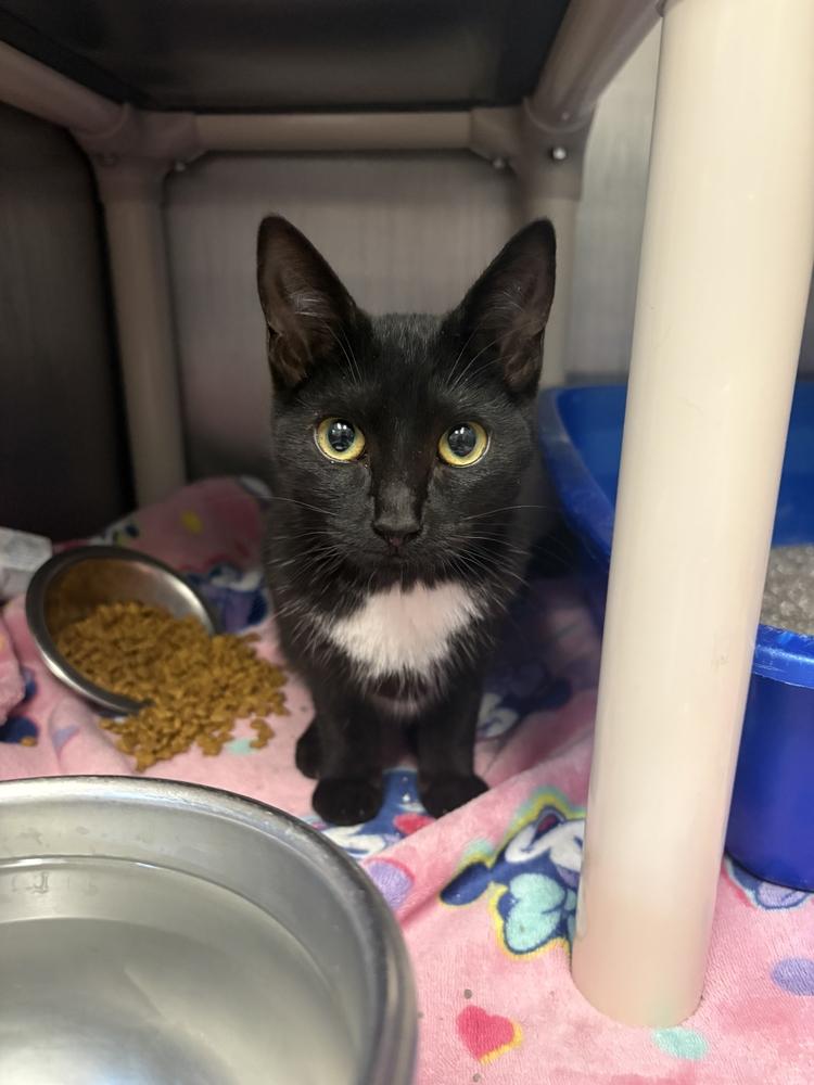 Duenna, Adoptable, Kitten Female Domestic Short Hair.
