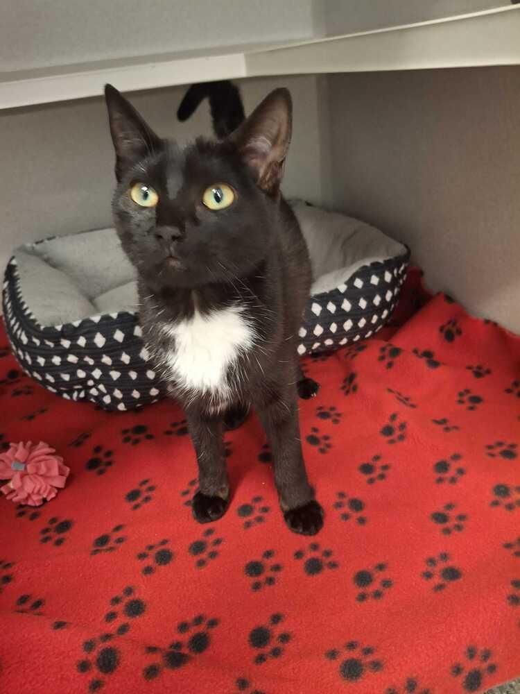 Enlarge Duenna, a Adoptable mixed breed in Bowling Green, OH image 2/2