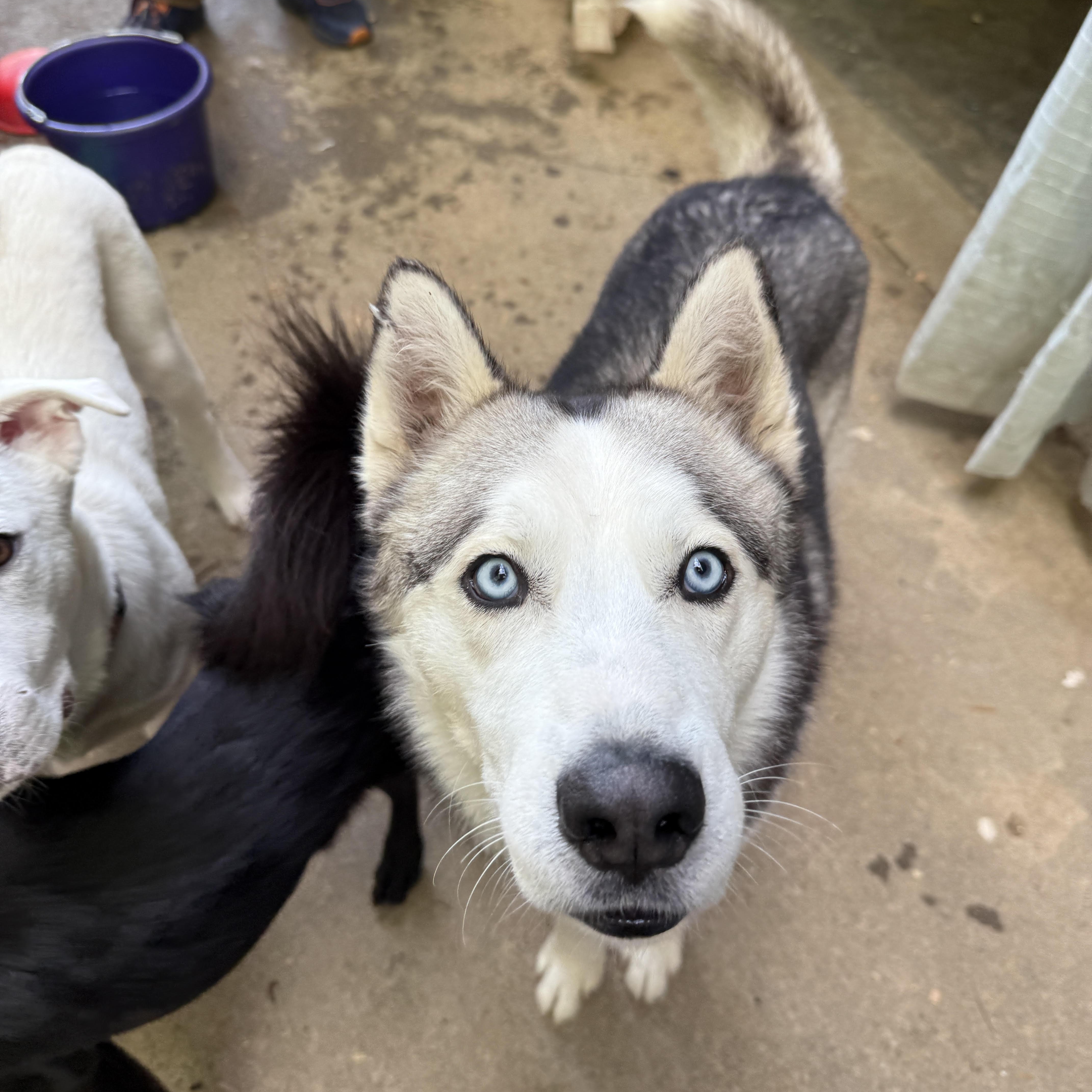 Enlarge Maverick, a Adoptable Husky in Cumming, GA image 2/5