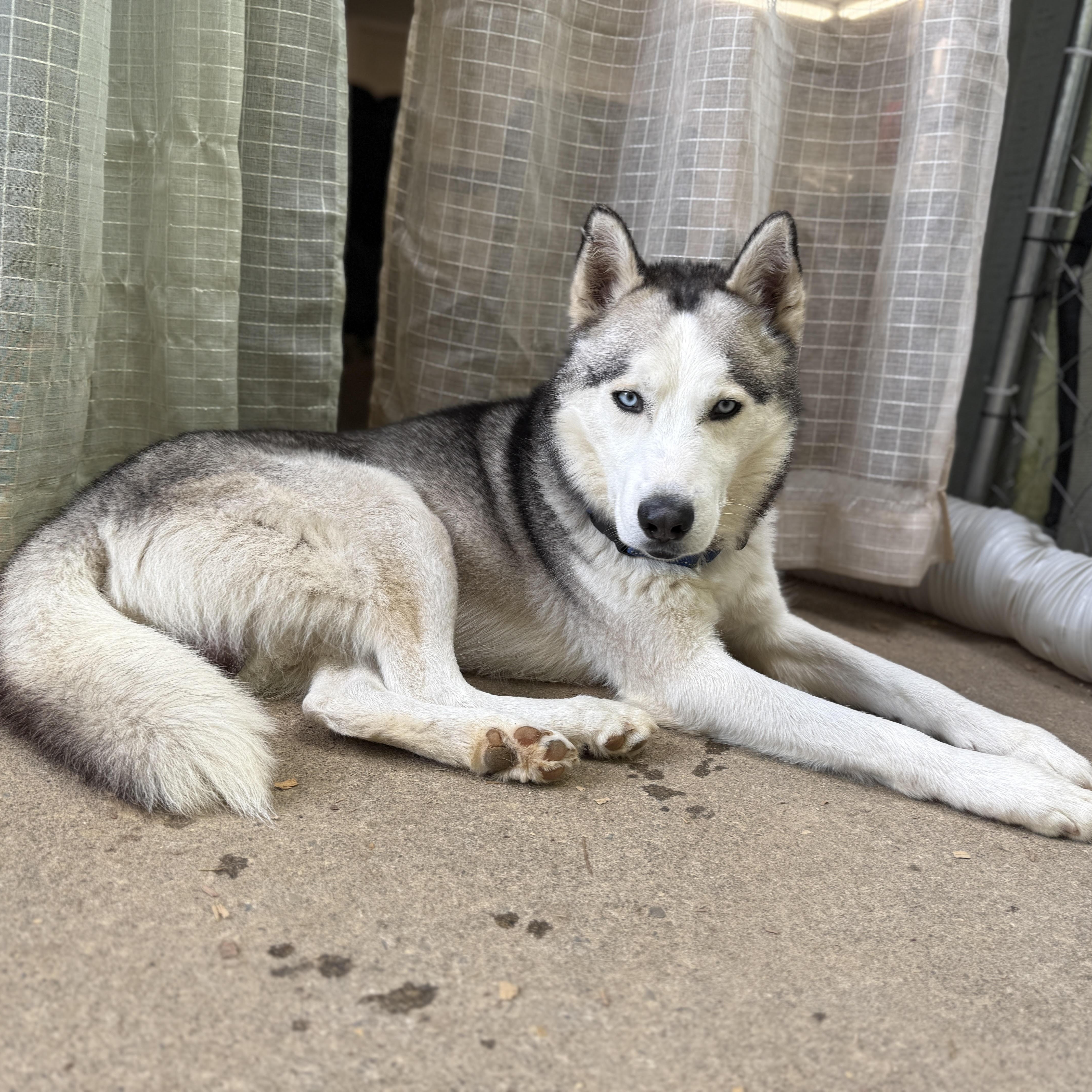 Enlarge Maverick, a Adoptable Husky in Cumming, GA image 5/5