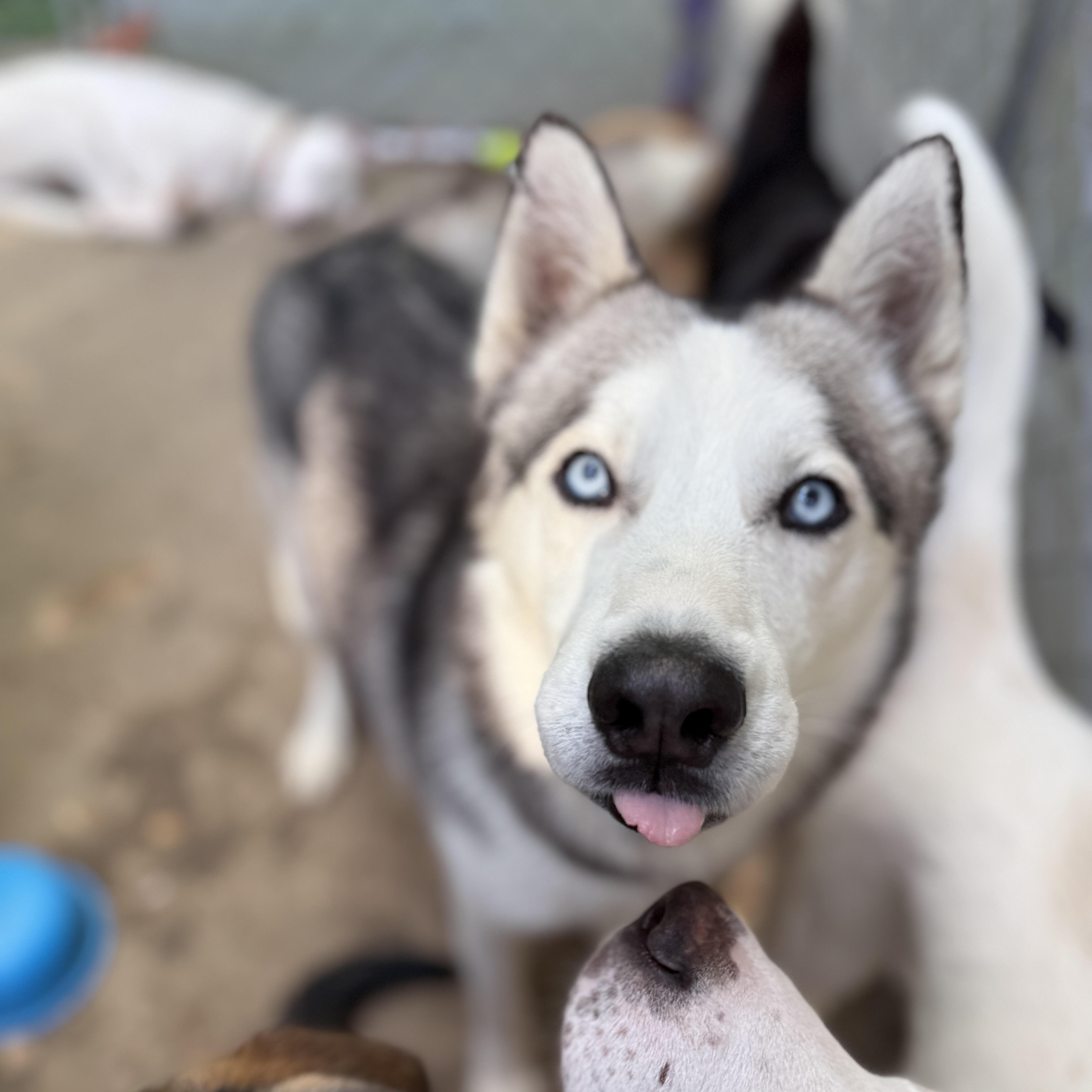 Enlarge Maverick, a Adoptable Husky in Cumming, GA image 4/5