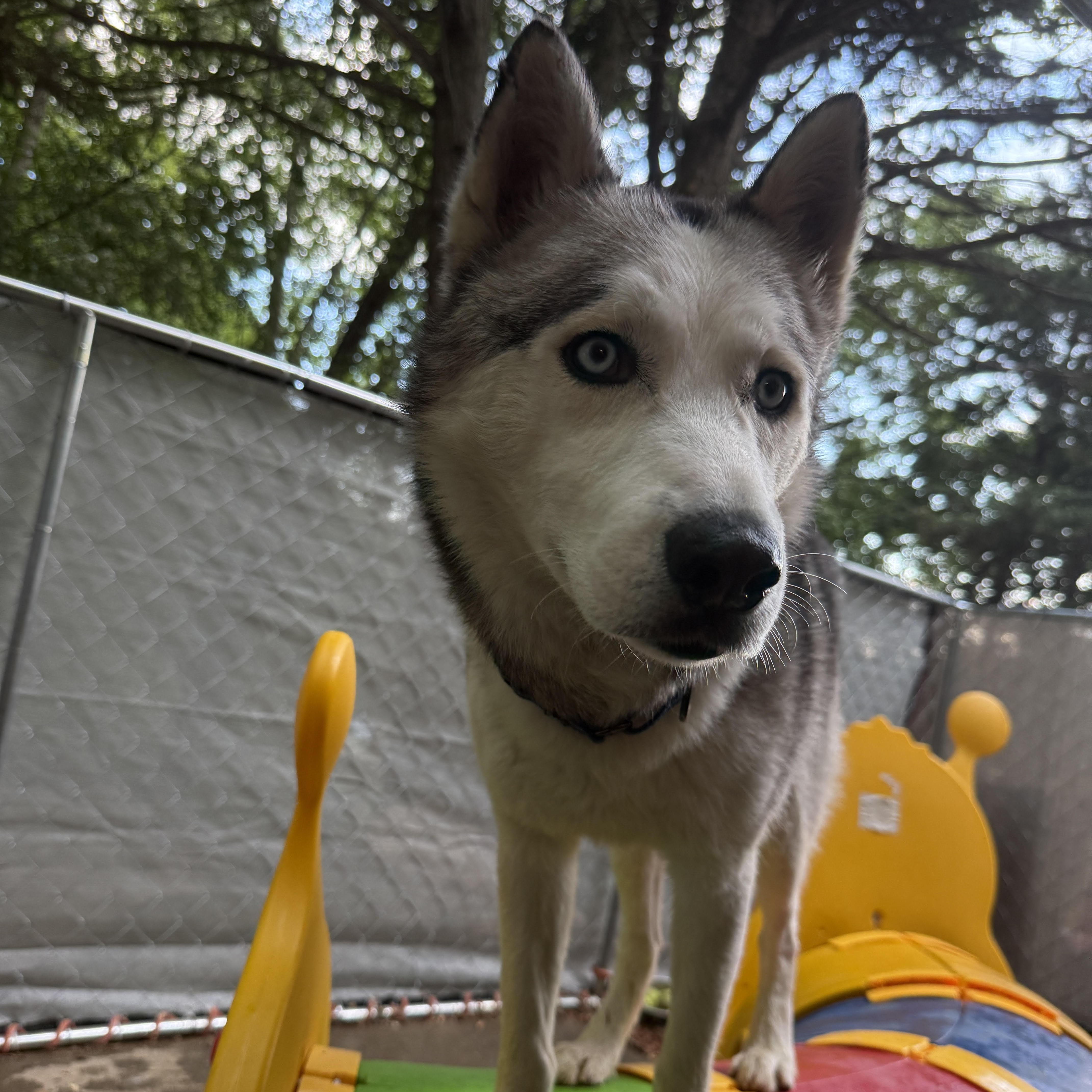 Enlarge Maverick, a Adoptable Husky in Cumming, GA image 3/5