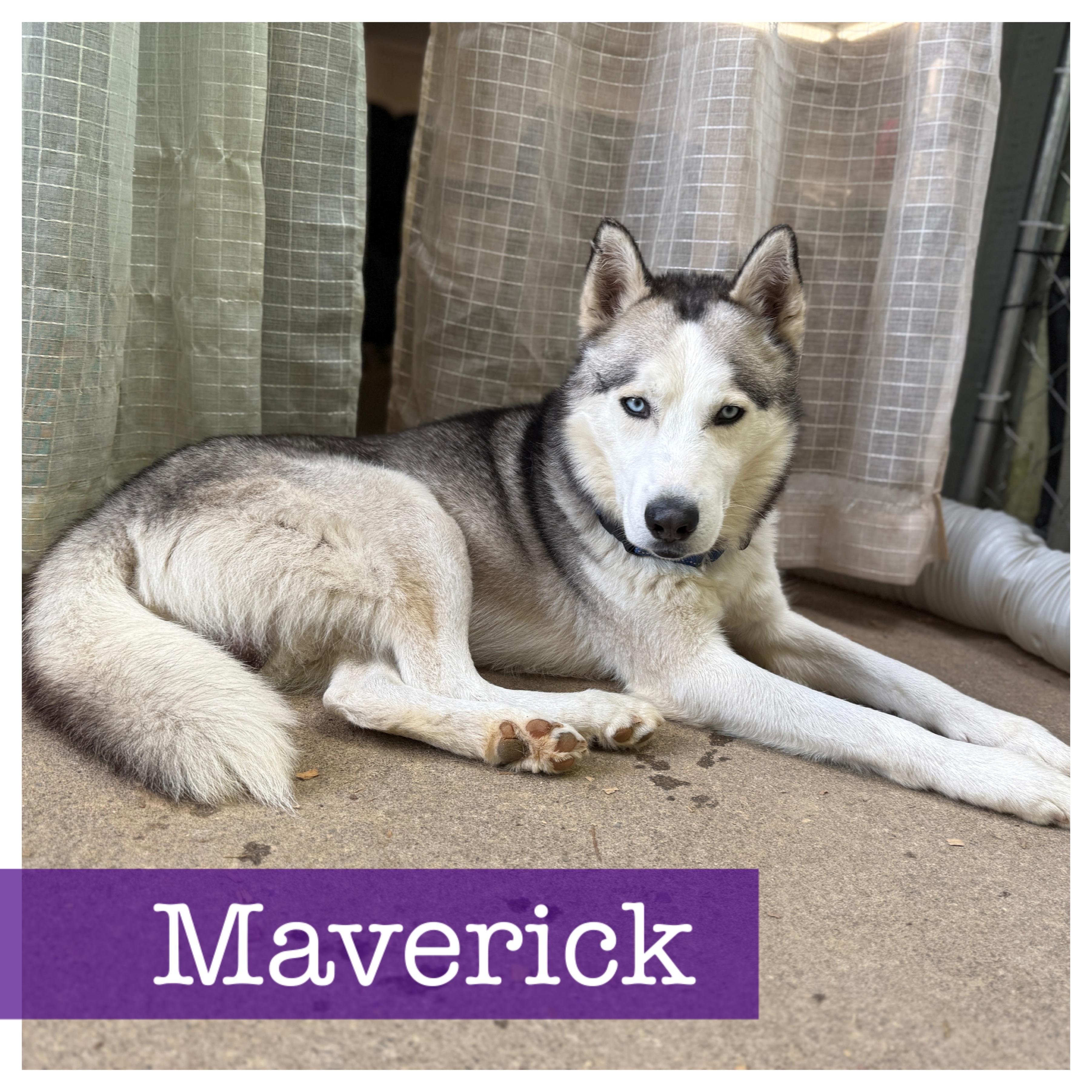 Maverick, Adoptable, Adult Male Husky.