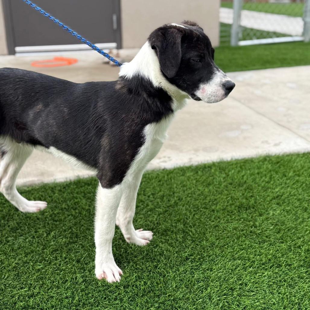 Pancake, Adoptable, Young Male Great Pyrenees & Yellow Labrador Retriever.