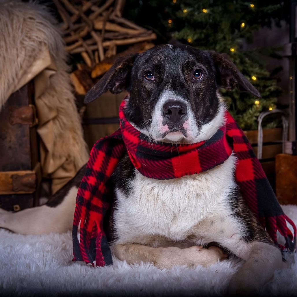 Pancake, Adoptable, Young Male Great Pyrenees & Yellow Labrador Retriever.