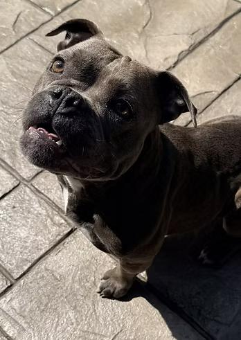 Short & Stack, a ADOPTABLE mixed breed in Racine, WI image 2/5