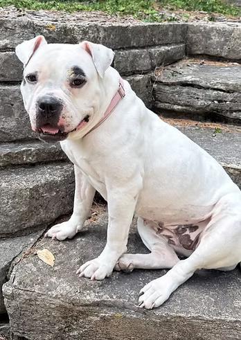 Short & Stack, a ADOPTABLE mixed breed in Racine, WI image 4/5