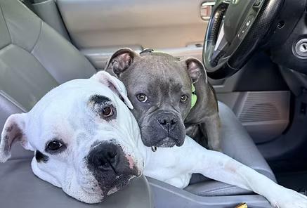 Short & Stack, a ADOPTABLE mixed breed in Racine, WI image 1/5