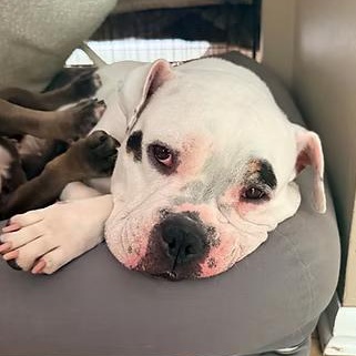 Short & Stack, a ADOPTABLE mixed breed in Racine, WI image 3/5